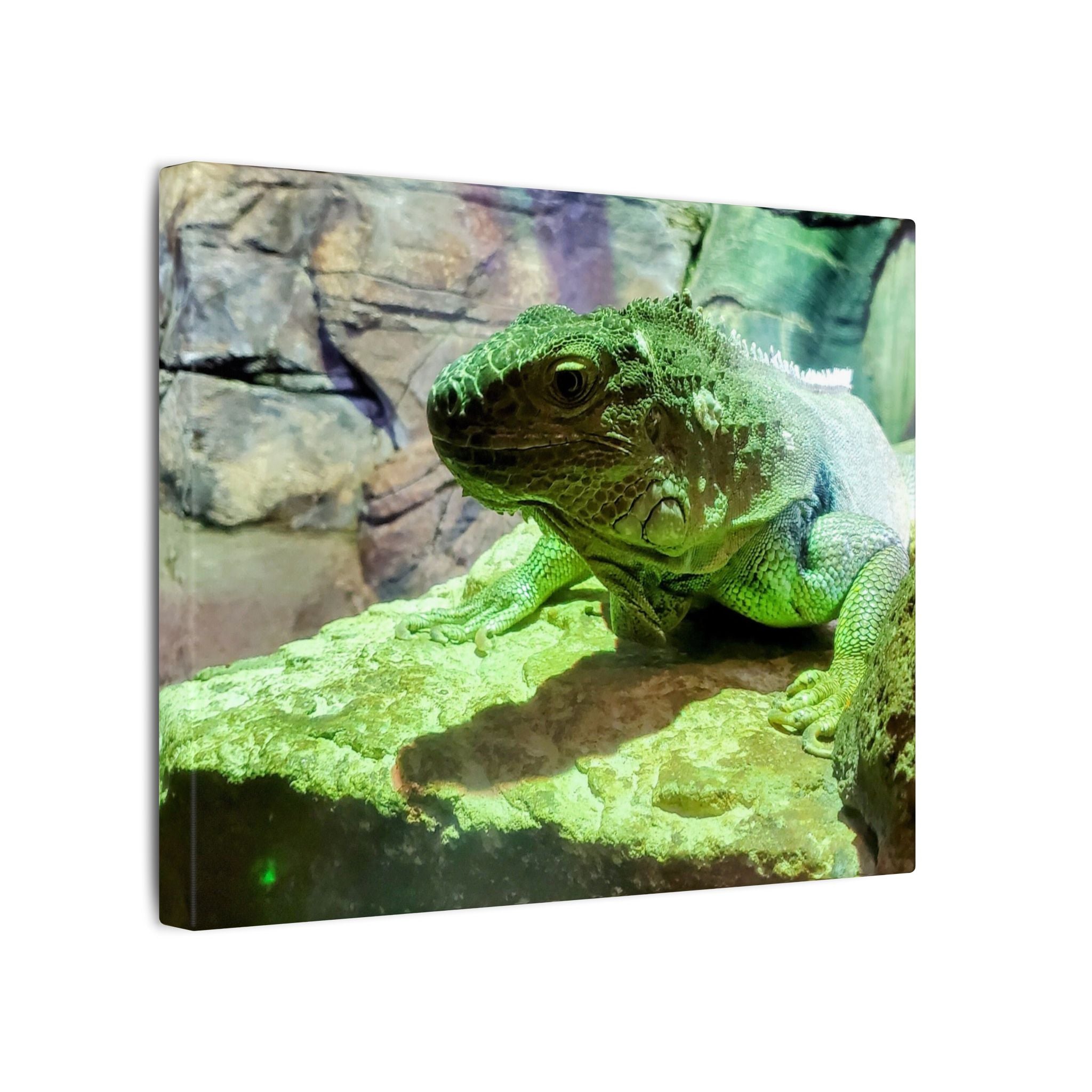Green Iguana Reptile Wall Art Canvas – Wildlife Photo Matte Stretched Print