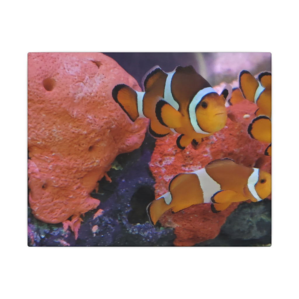 Clownfish Reef Matte Canvas Wall Art — Vibrant Ocean Photography Print