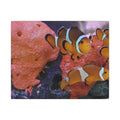 Clownfish Reef Matte Canvas Wall Art — Vibrant Ocean Photography Print