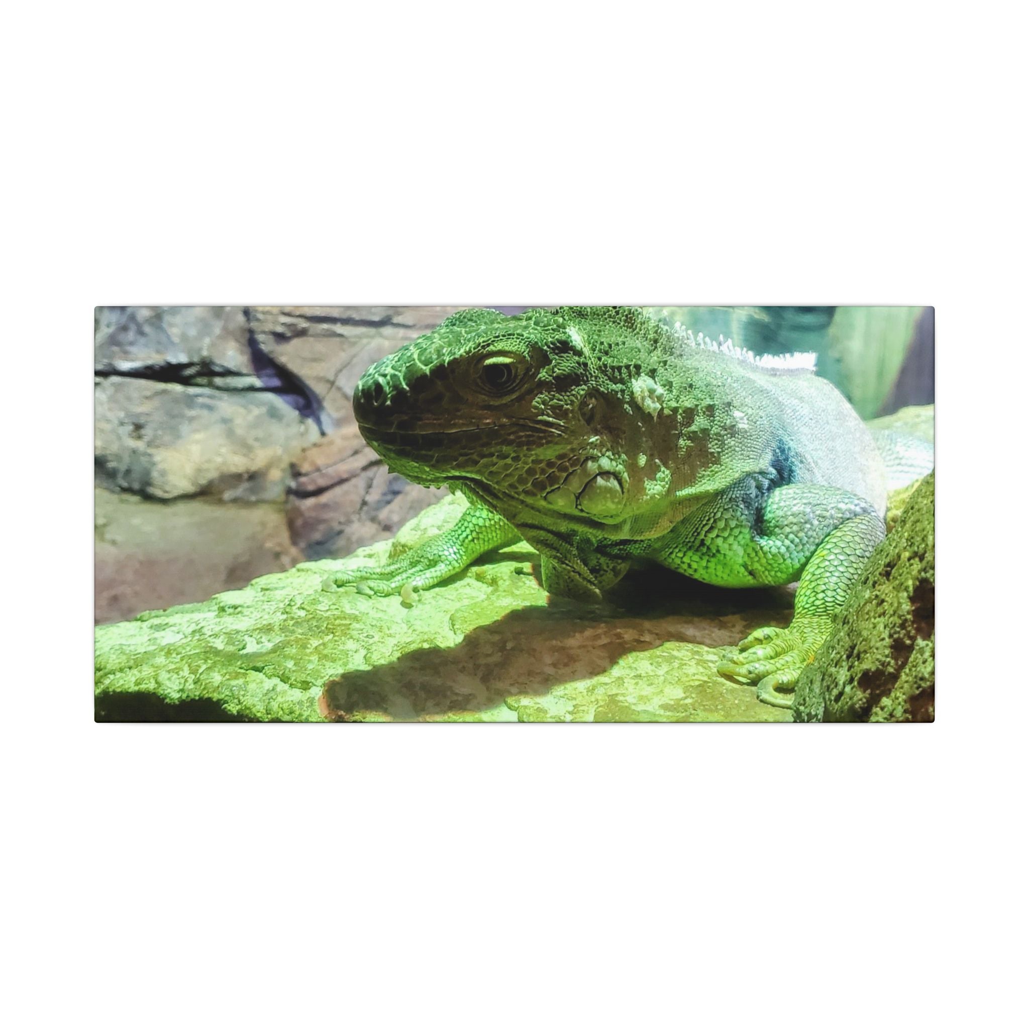 Green Iguana Reptile Wall Art Canvas – Wildlife Photo Matte Stretched Print