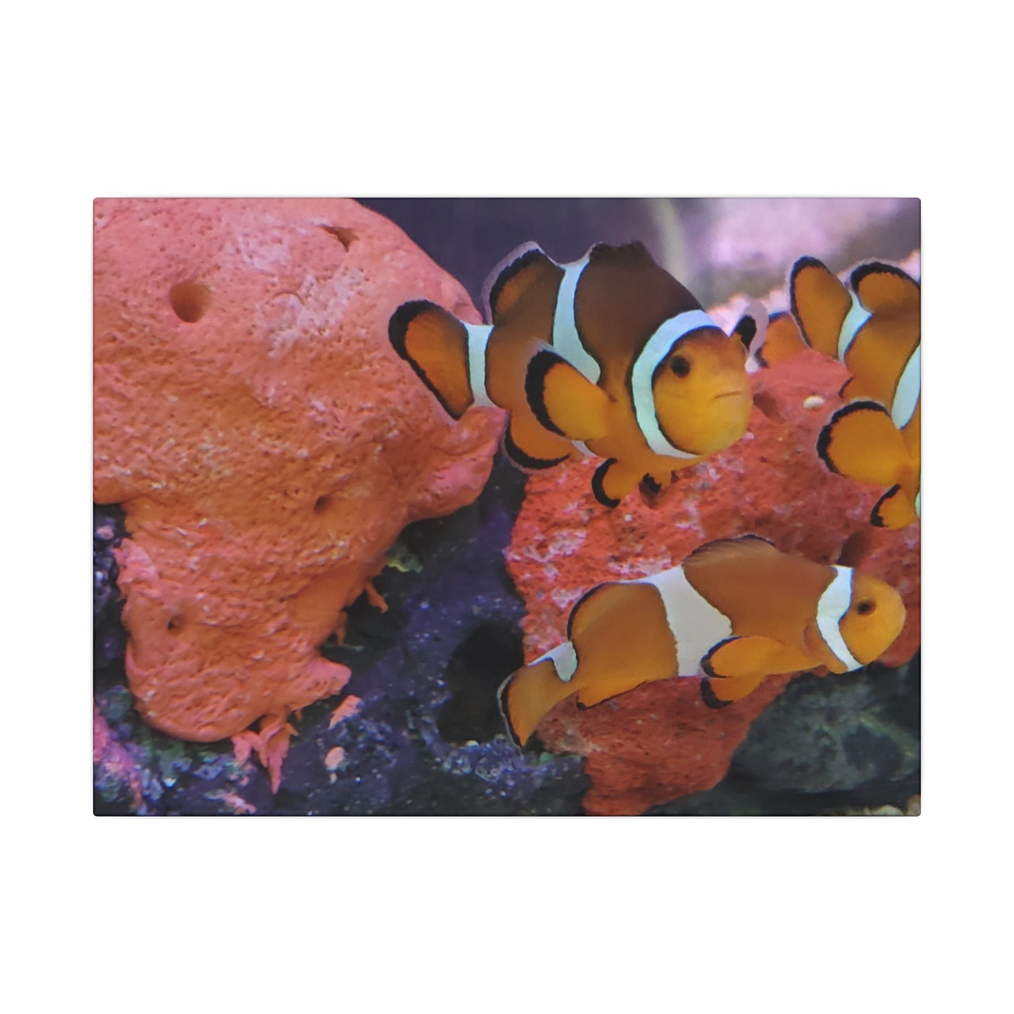 Clownfish Reef Matte Canvas Wall Art — Vibrant Ocean Photography Print