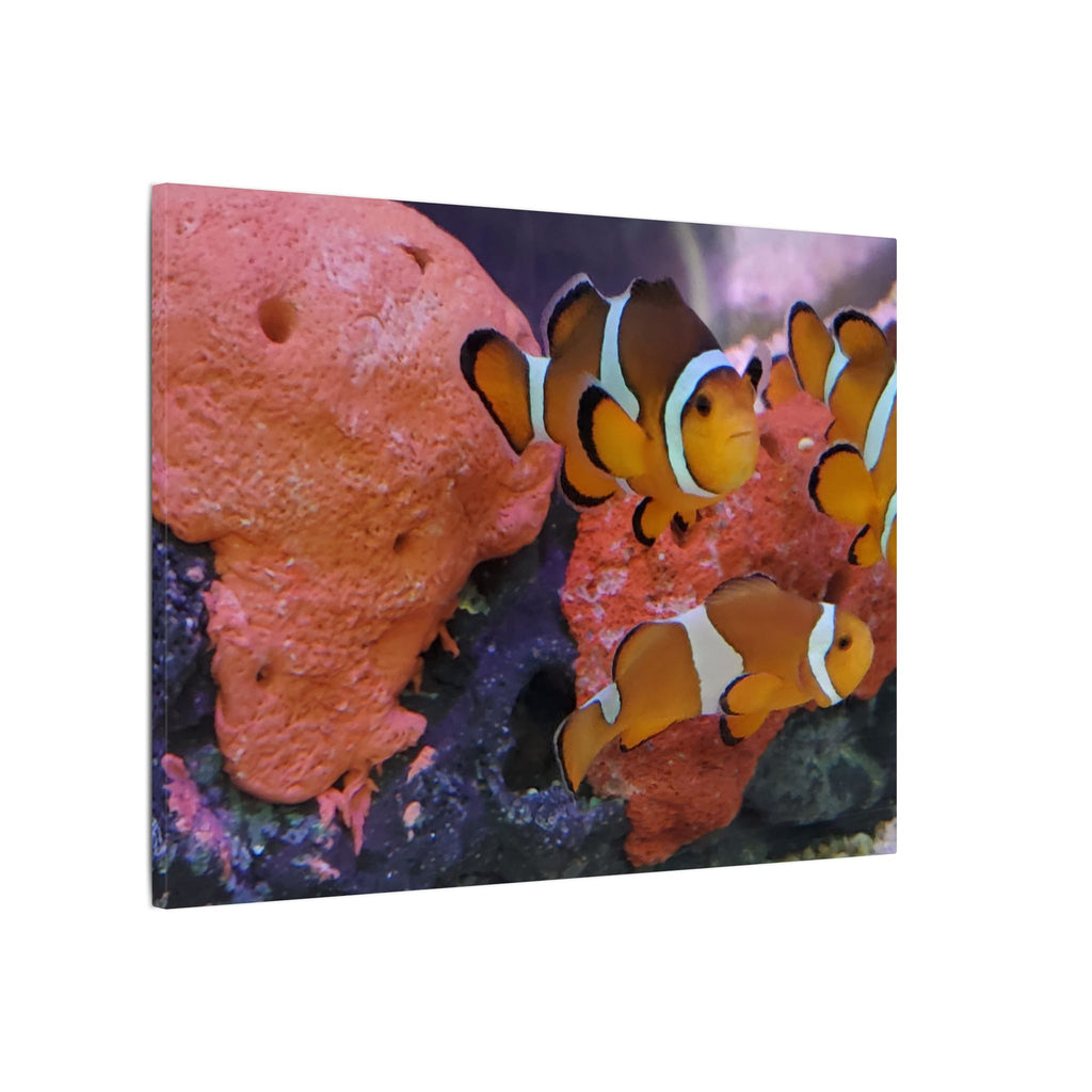 Clownfish Reef Matte Canvas Wall Art — Vibrant Ocean Photography Print