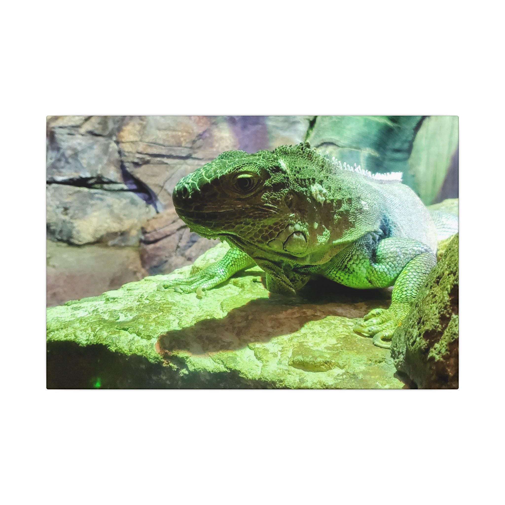 Green Iguana Reptile Wall Art Canvas – Wildlife Photo Matte Stretched Print