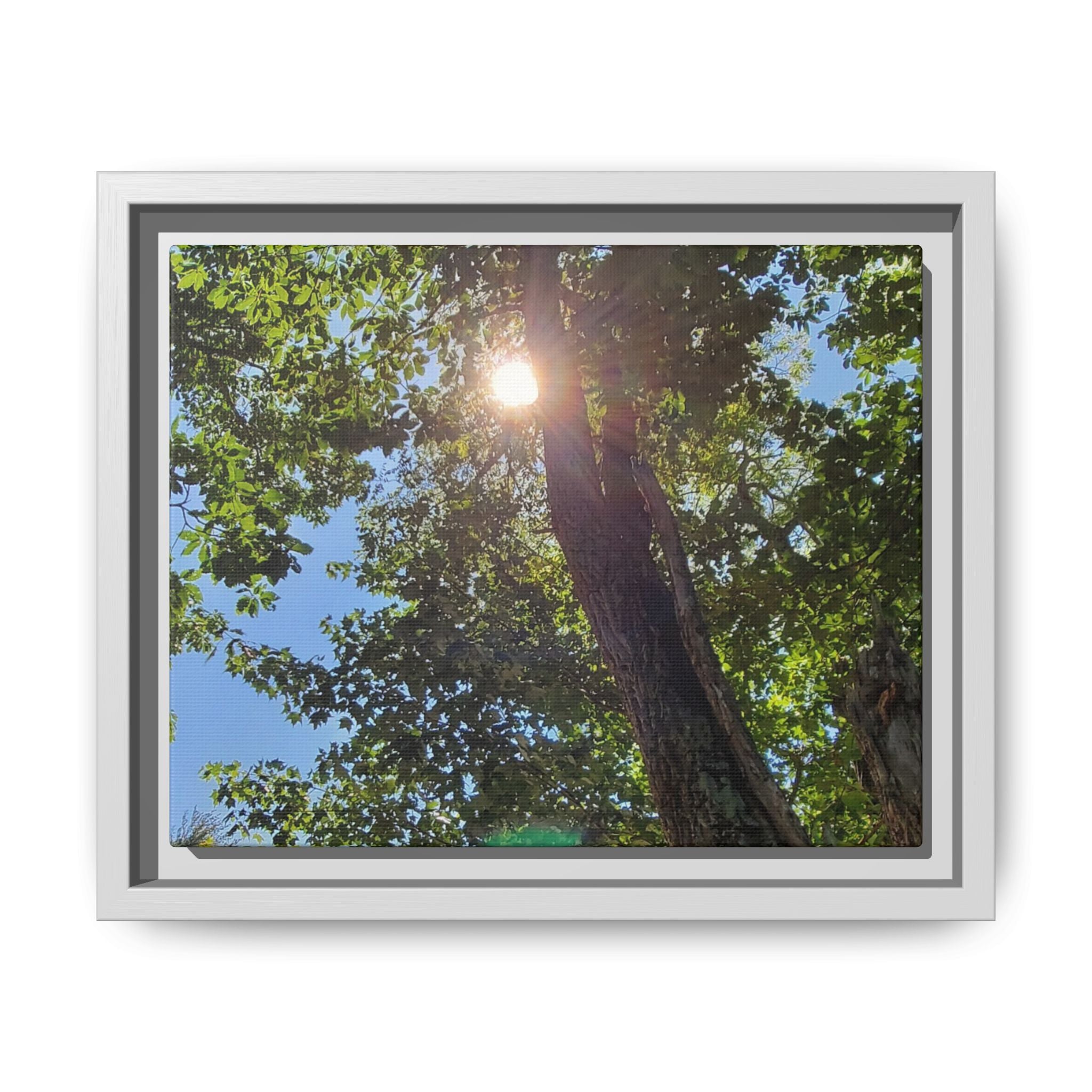 Sunlit Tree Canopy Matte Framed Canvas