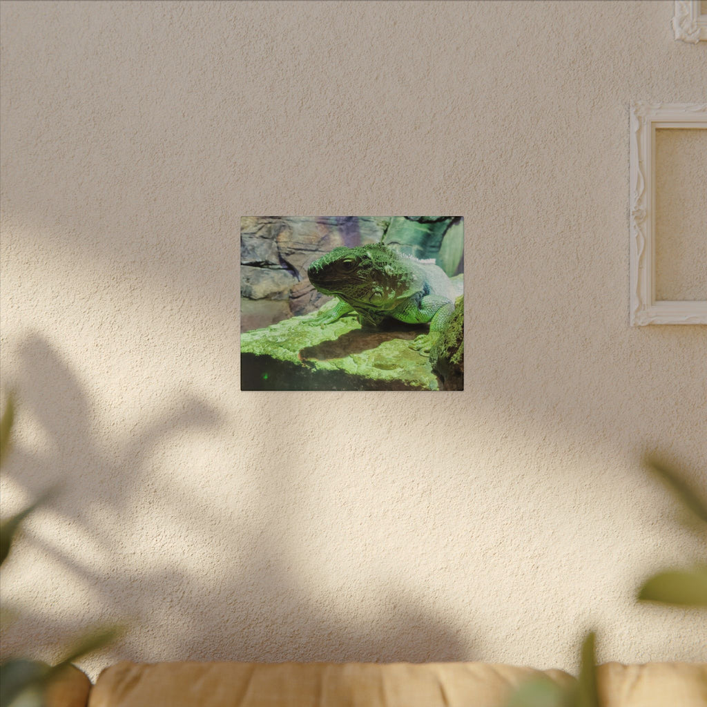 Green Iguana Reptile Wall Art Canvas – Wildlife Photo Matte Stretched Print