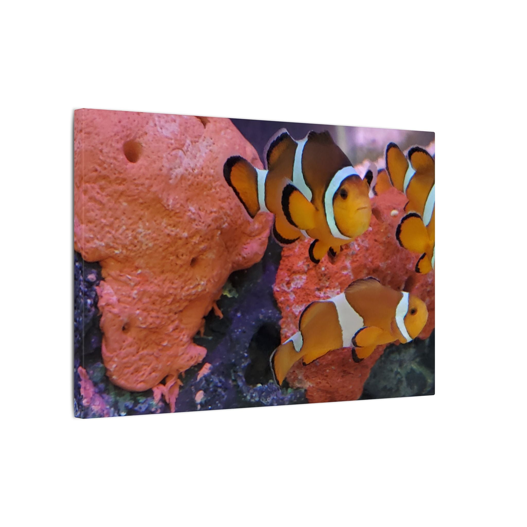 Clownfish Reef Matte Canvas Wall Art — Vibrant Ocean Photography Print