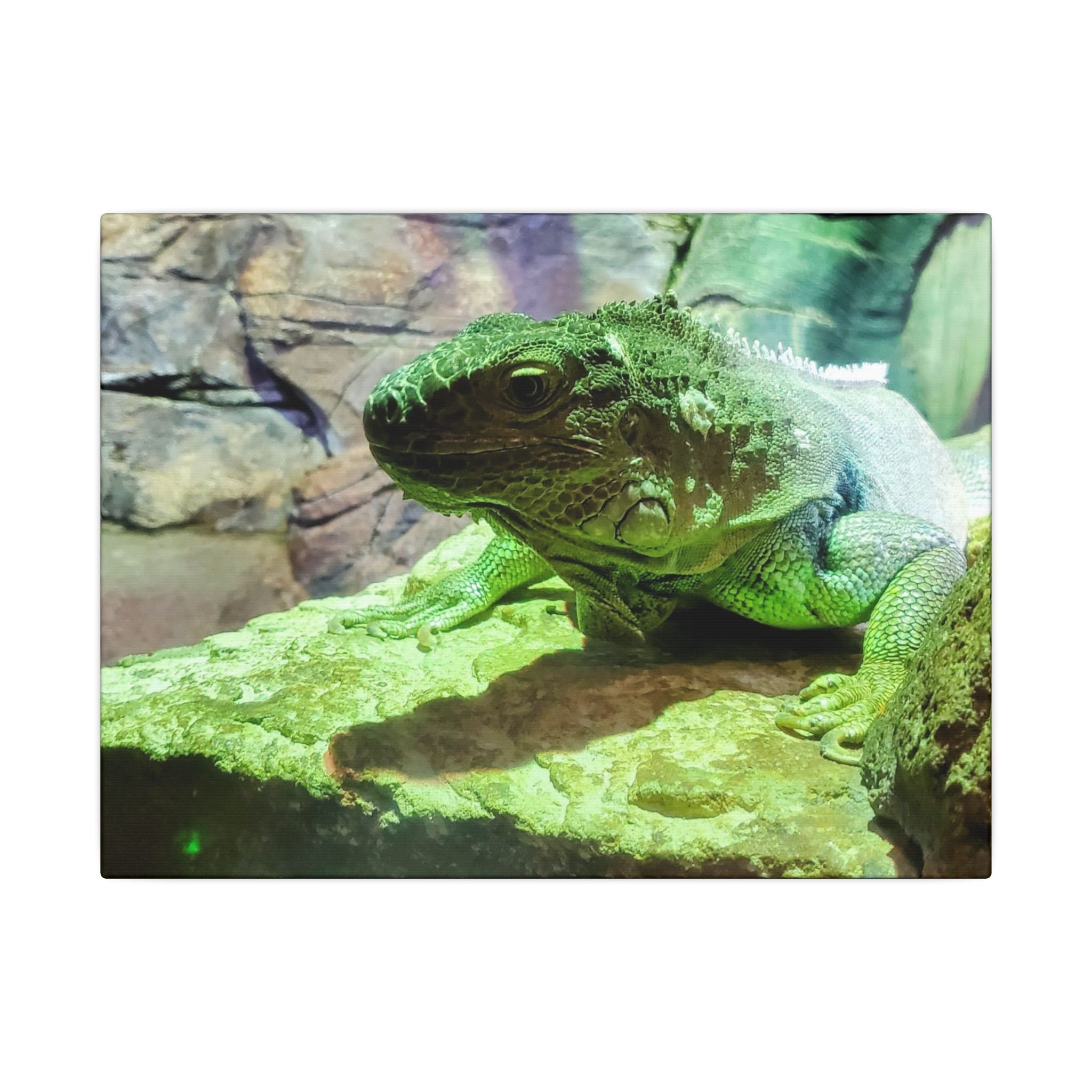 Green Iguana Reptile Wall Art Canvas – Wildlife Photo Matte Stretched Print