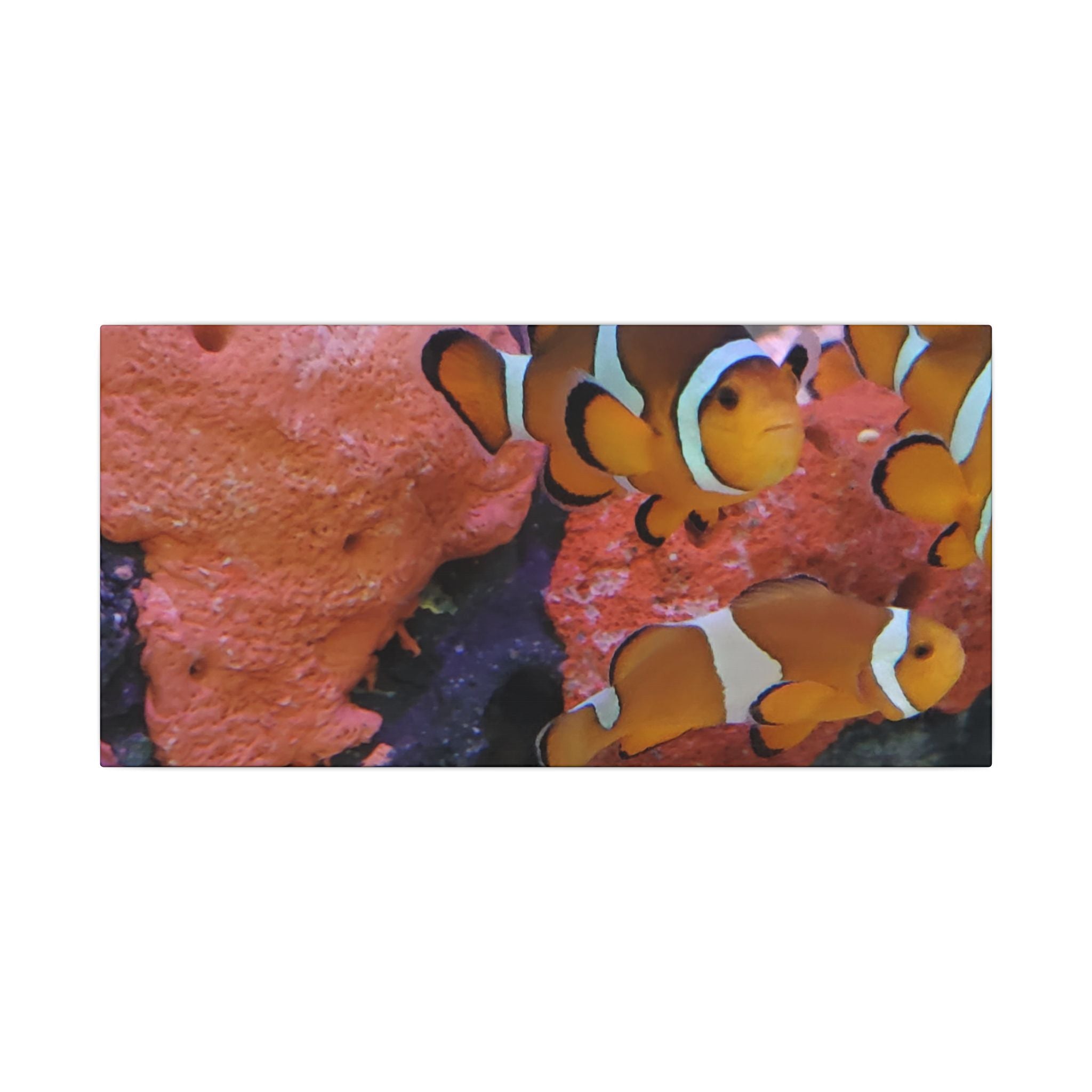 Clownfish Reef Matte Canvas Wall Art — Vibrant Ocean Photography Print