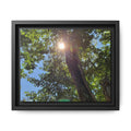 Sunlit Tree Canopy Matte Framed Canvas
