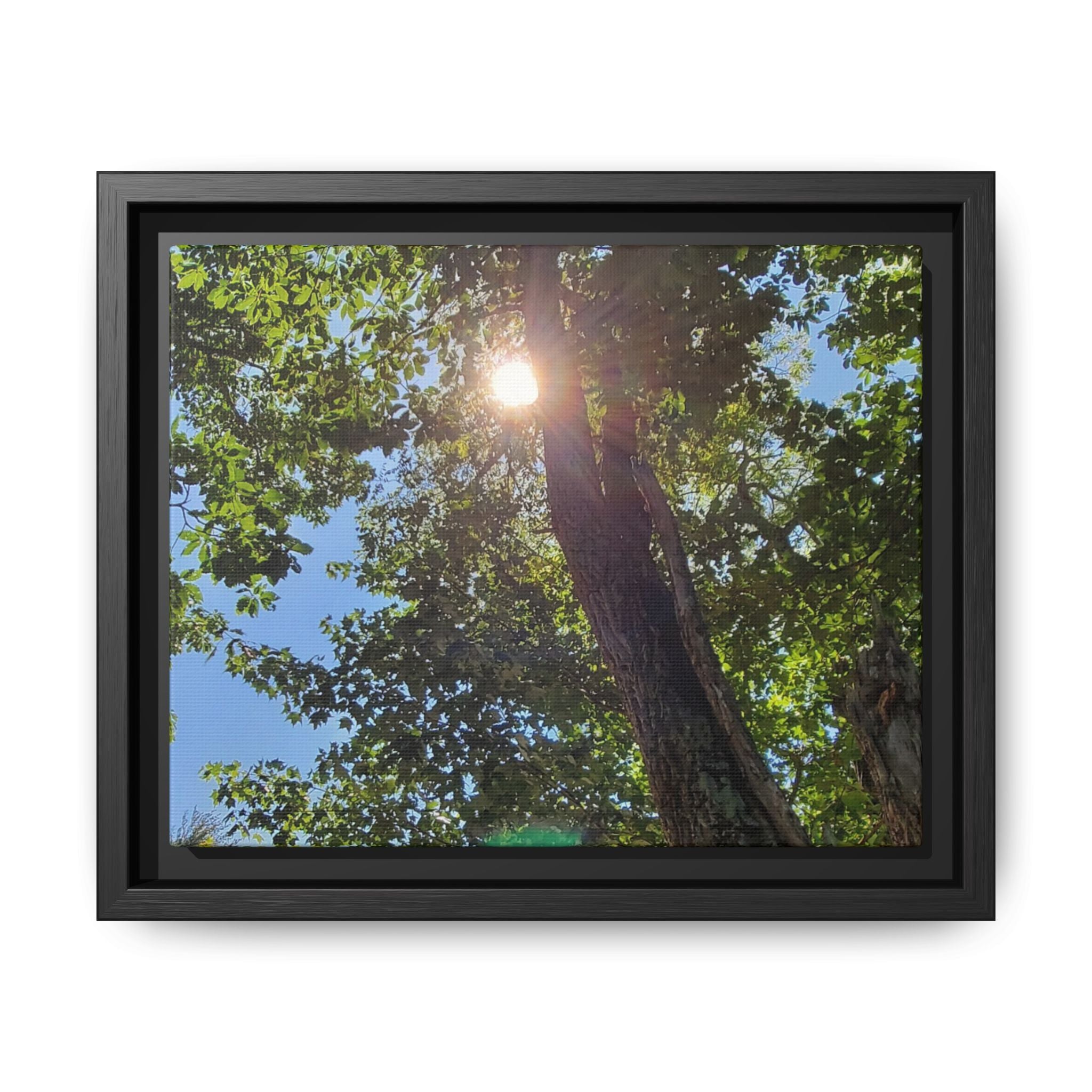 Sunlit Tree Canopy Matte Framed Canvas