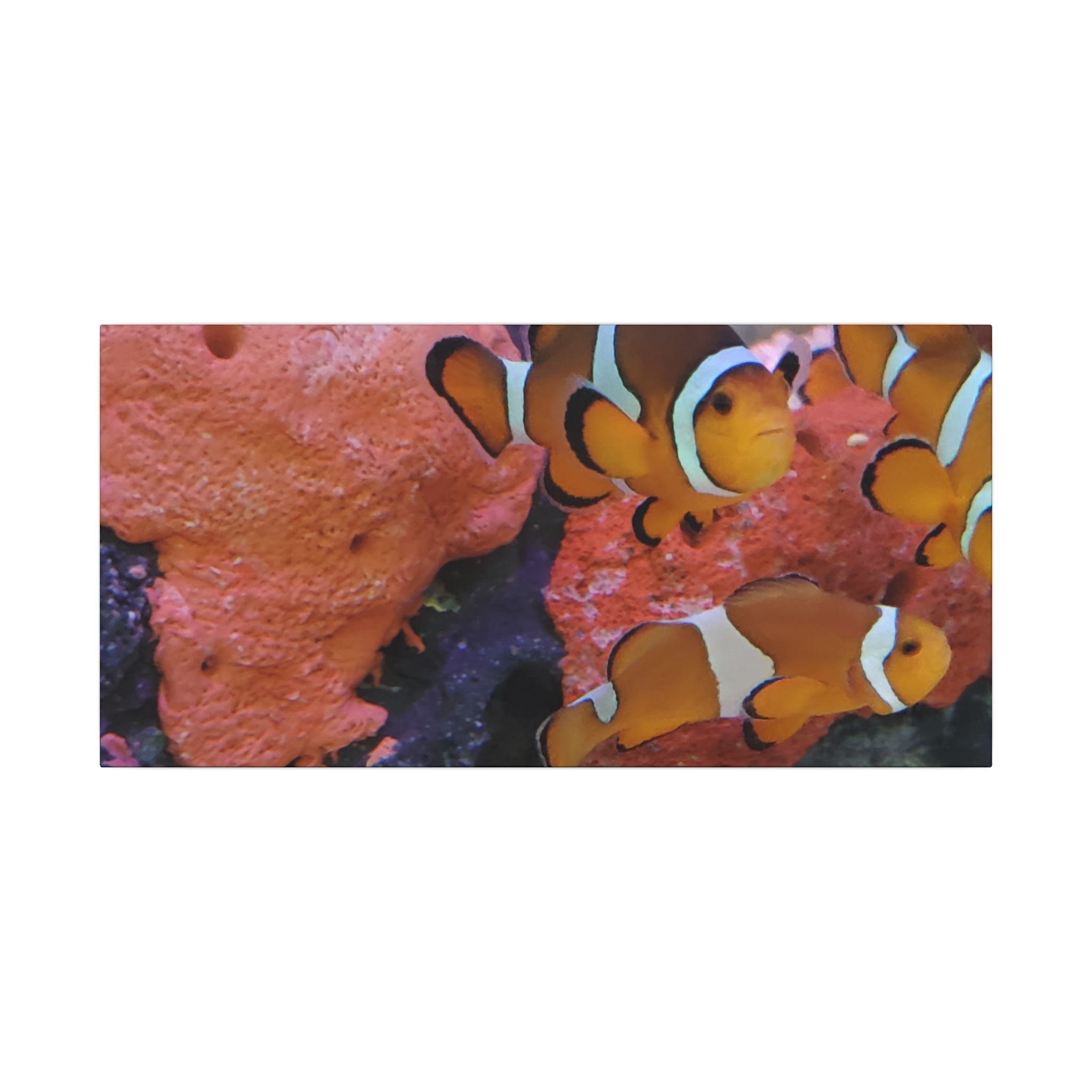 Clownfish Reef Matte Canvas Wall Art — Vibrant Ocean Photography Print