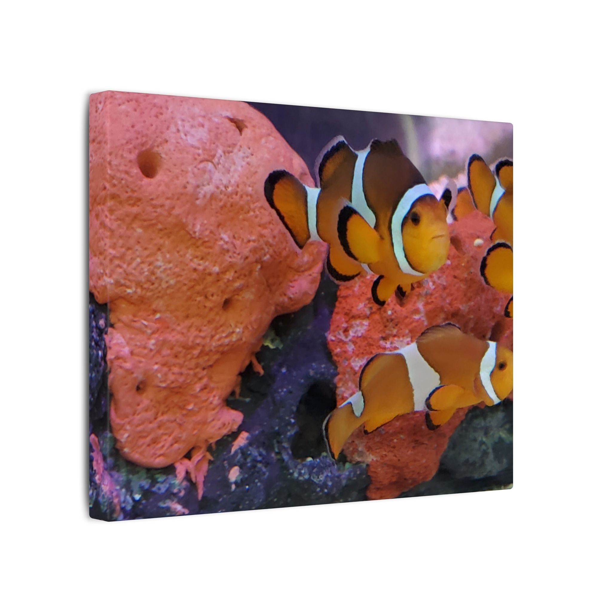 Clownfish Reef Matte Canvas Wall Art — Vibrant Ocean Photography Print