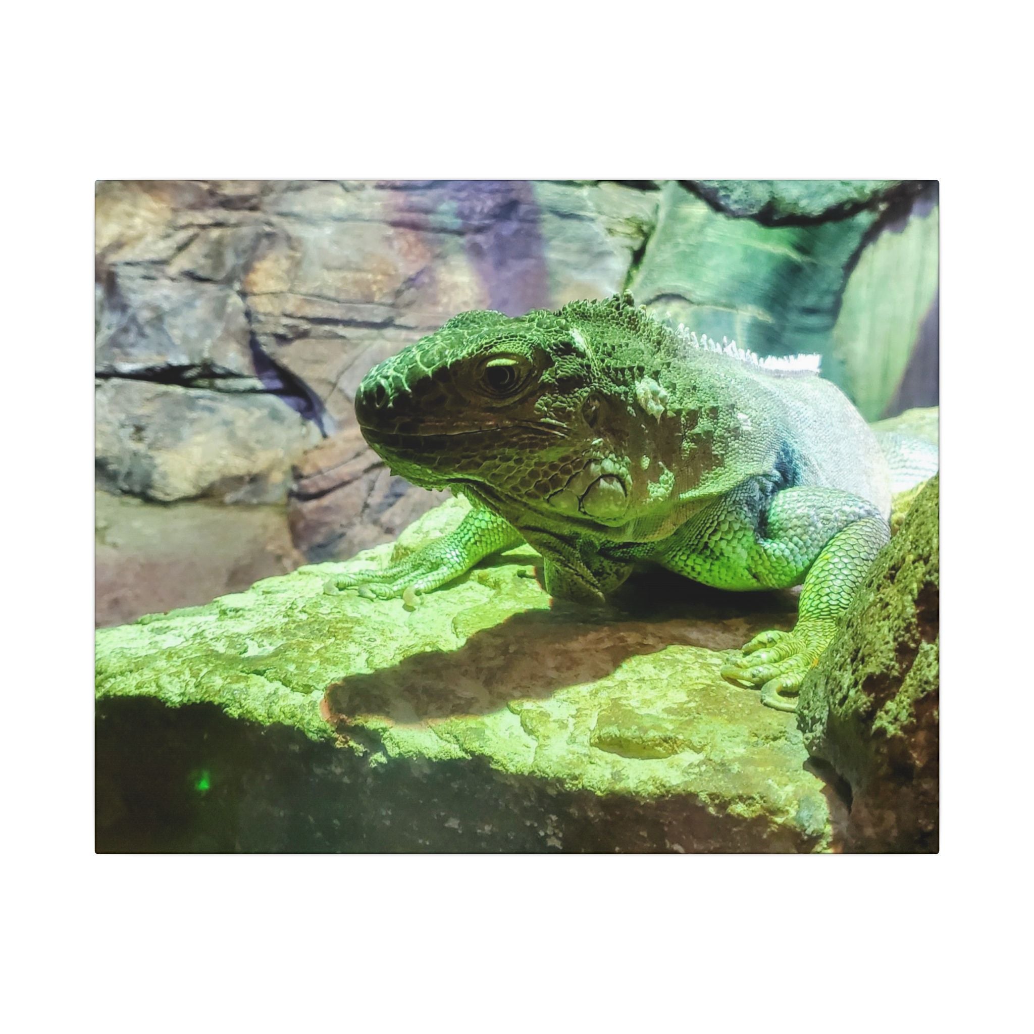 Green Iguana Reptile Wall Art Canvas – Wildlife Photo Matte Stretched Print
