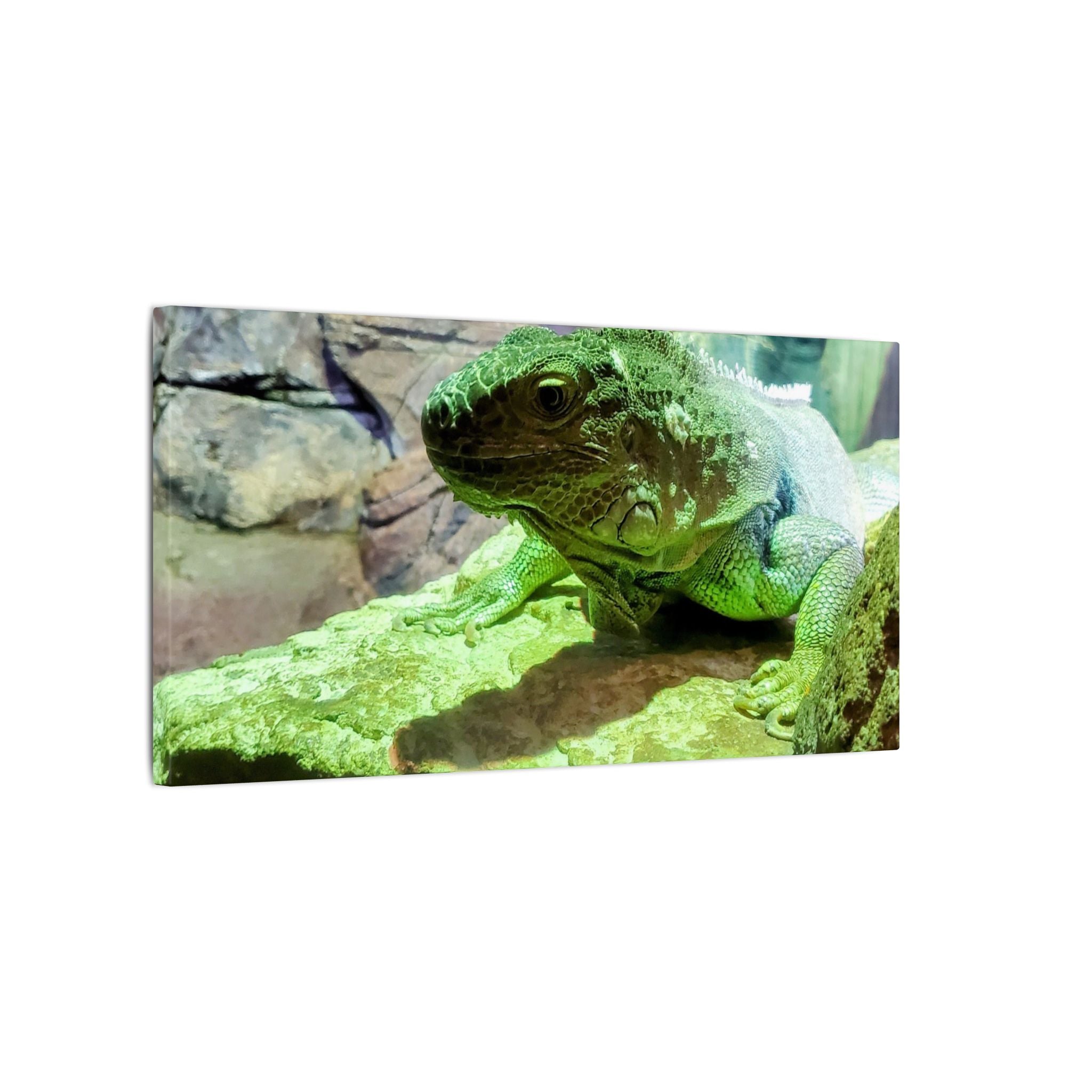 Green Iguana Reptile Wall Art Canvas – Wildlife Photo Matte Stretched Print