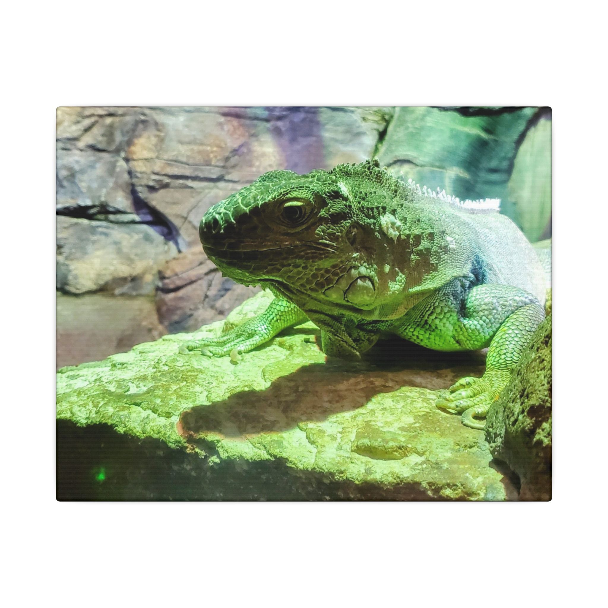 Green Iguana Reptile Wall Art Canvas – Wildlife Photo Matte Stretched Print