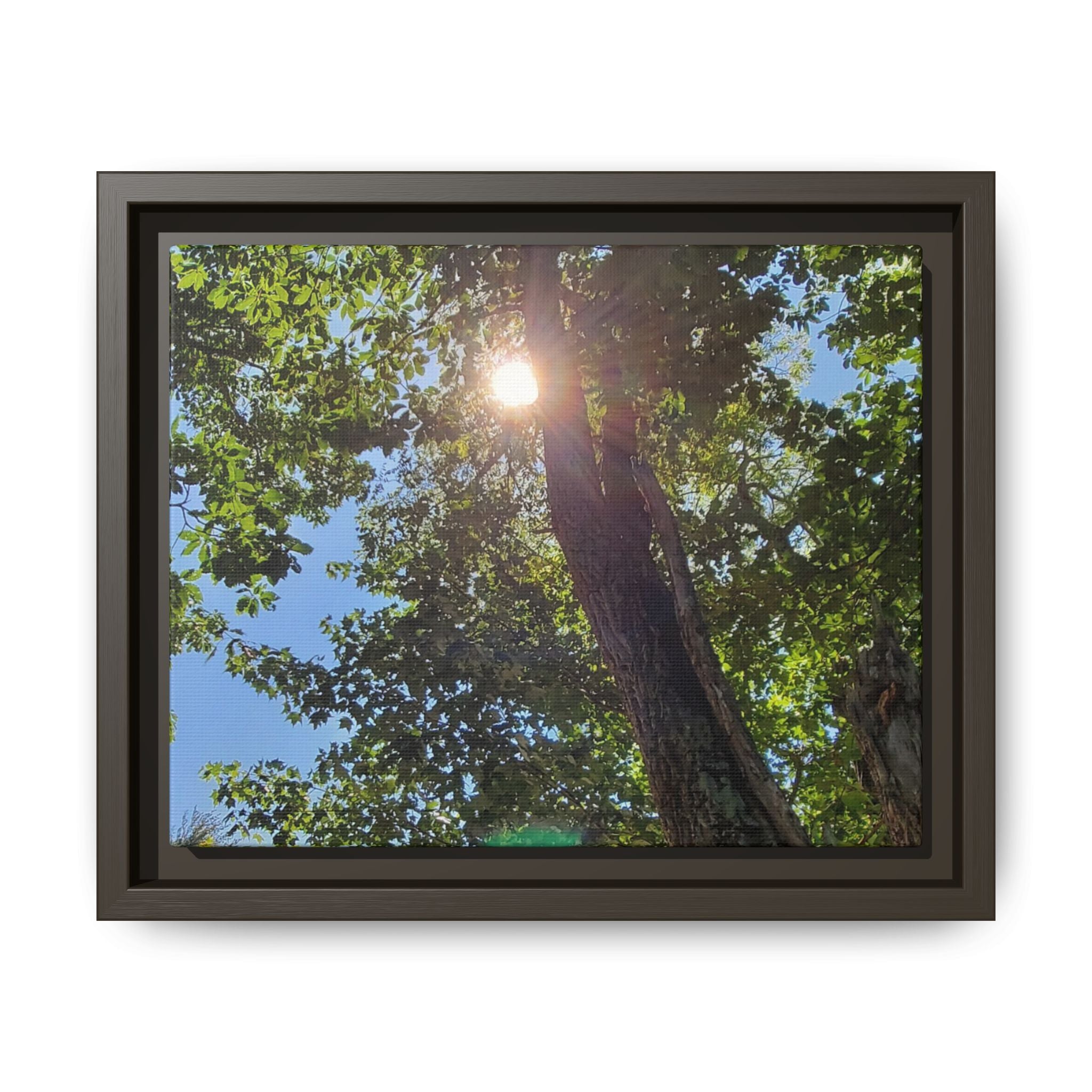 Sunlit Tree Canopy Matte Framed Canvas