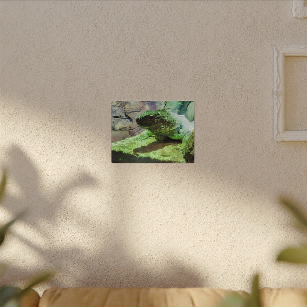 Green Iguana Reptile Wall Art Canvas – Wildlife Photo Matte Stretched Print