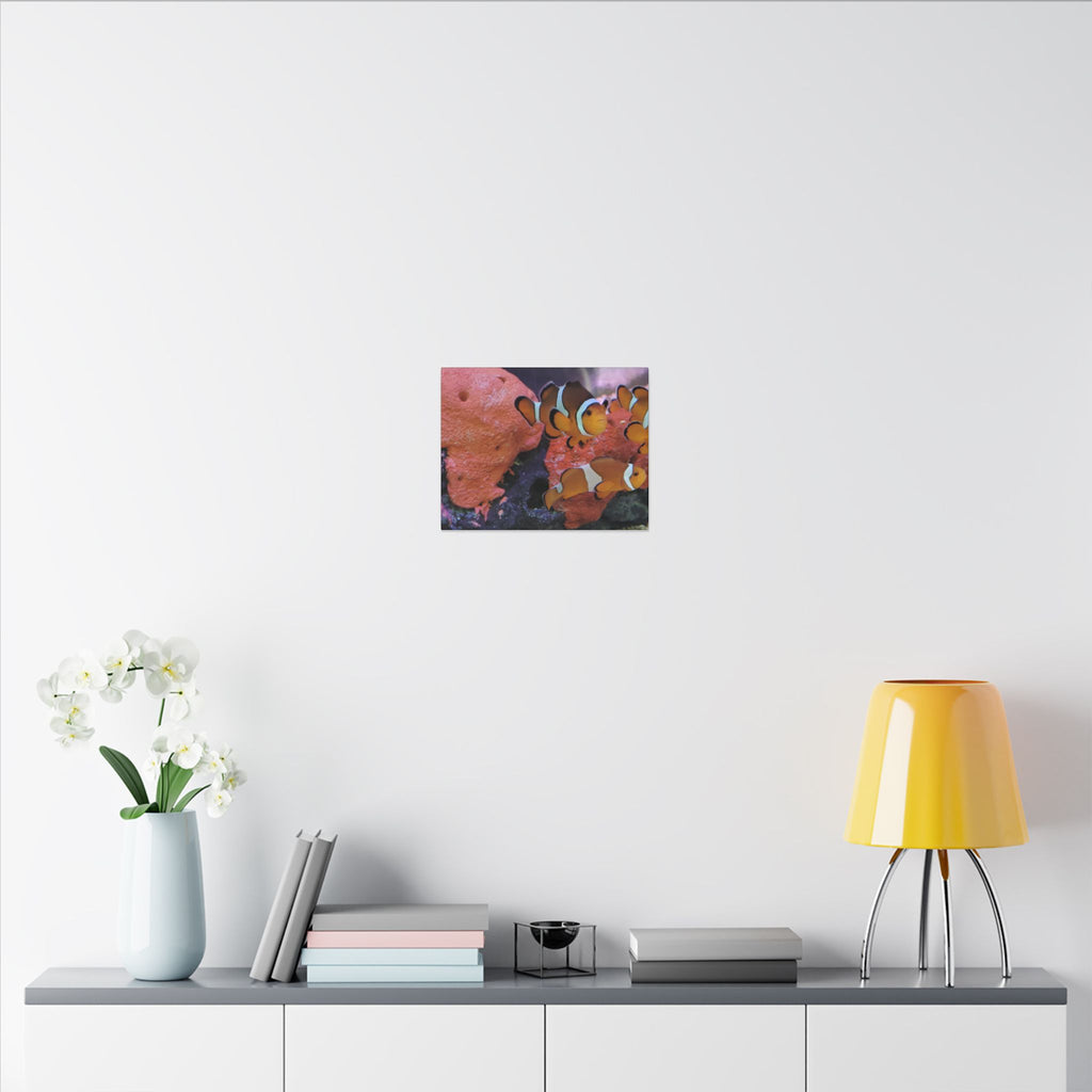 Clownfish Reef Matte Canvas Wall Art — Vibrant Ocean Photography Print