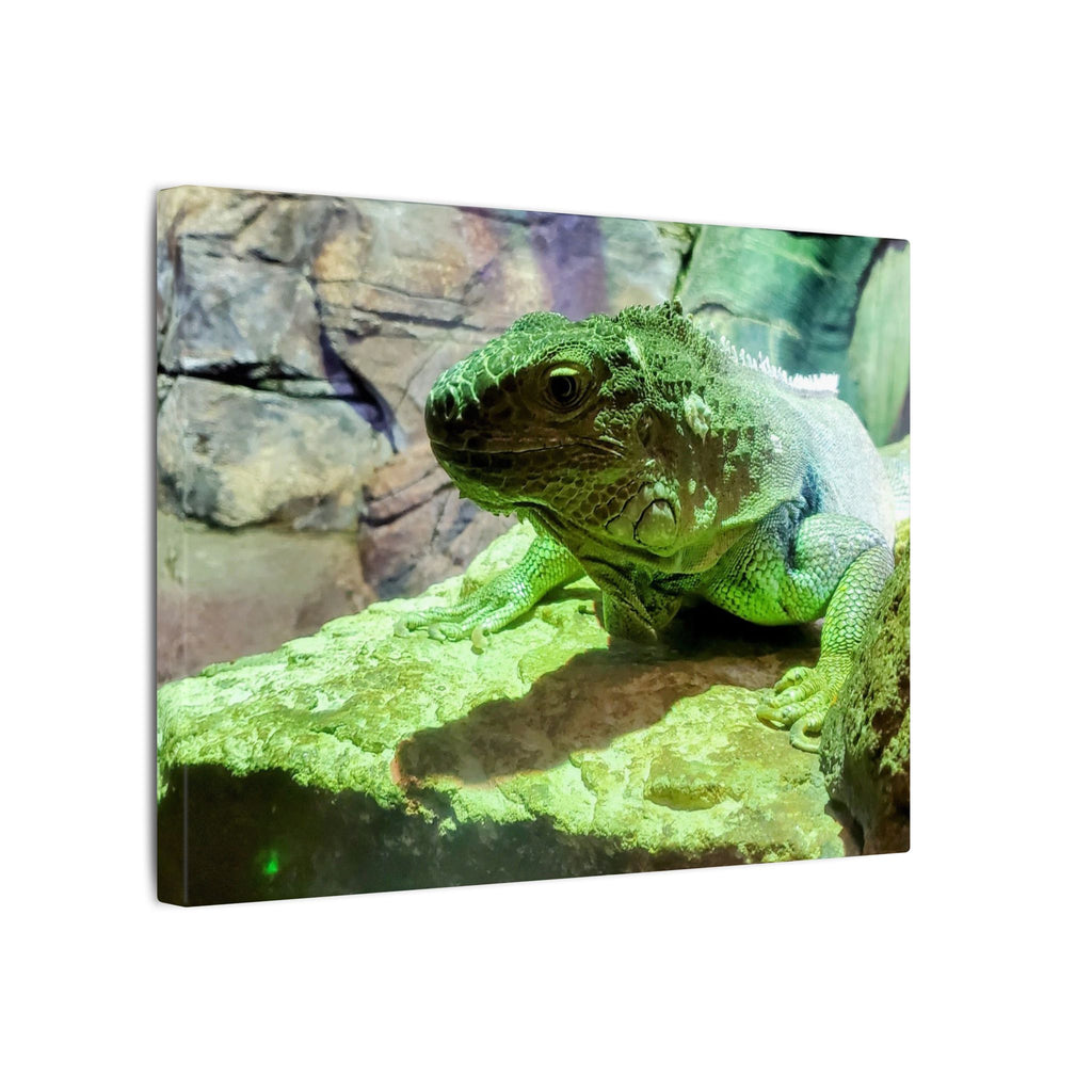 Green Iguana Reptile Wall Art Canvas – Wildlife Photo Matte Stretched Print