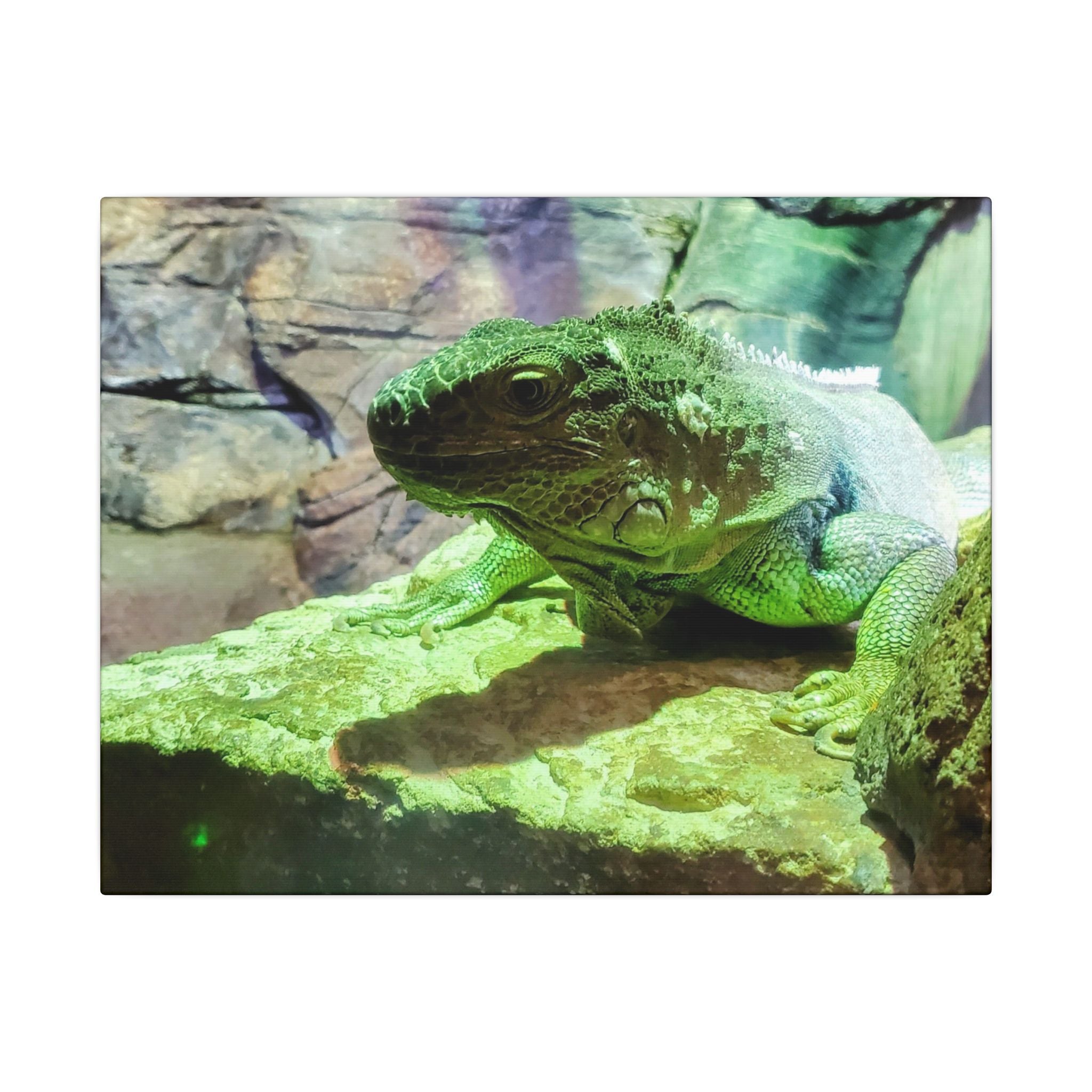 Green Iguana Reptile Wall Art Canvas – Wildlife Photo Matte Stretched Print