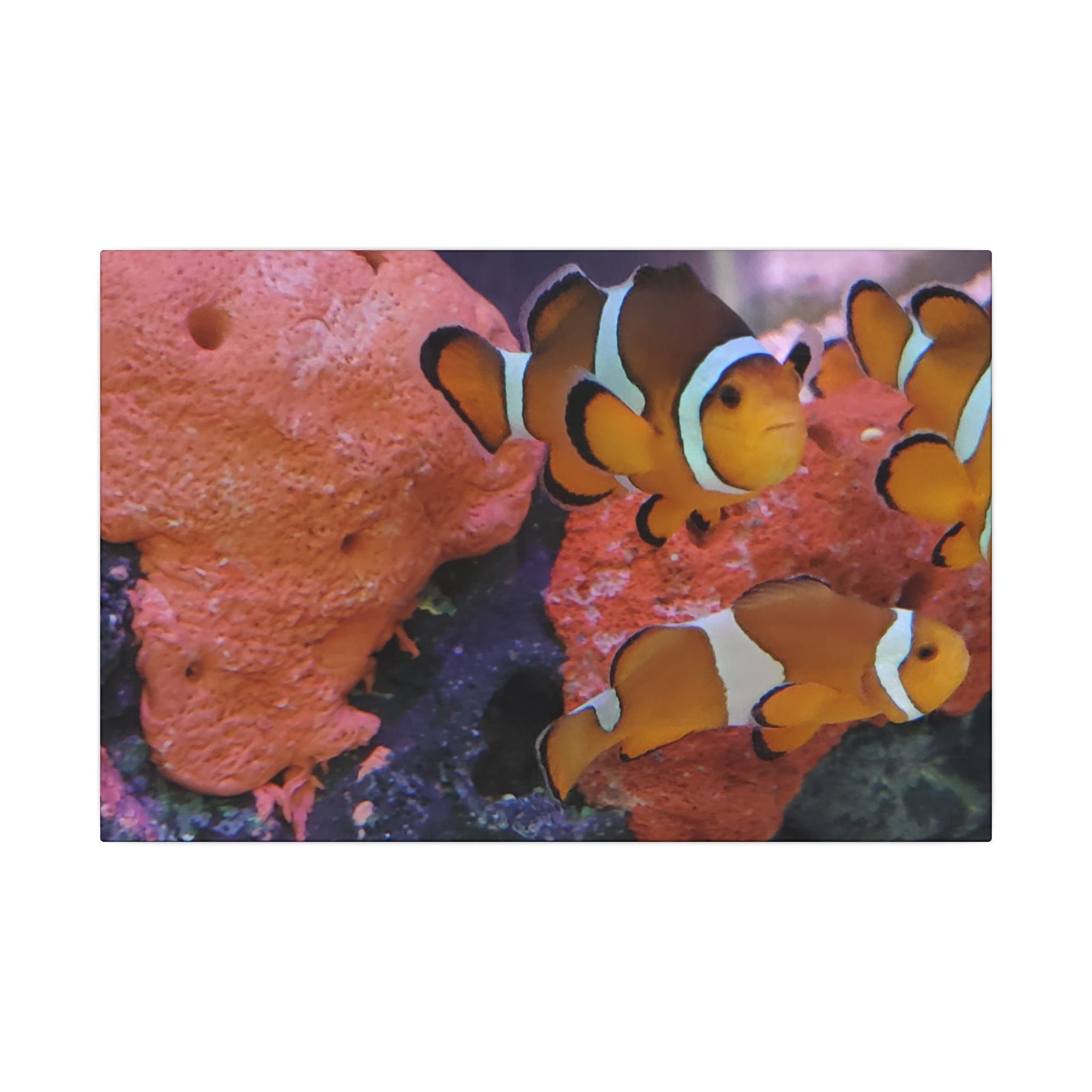 Clownfish Reef Matte Canvas Wall Art — Vibrant Ocean Photography Print