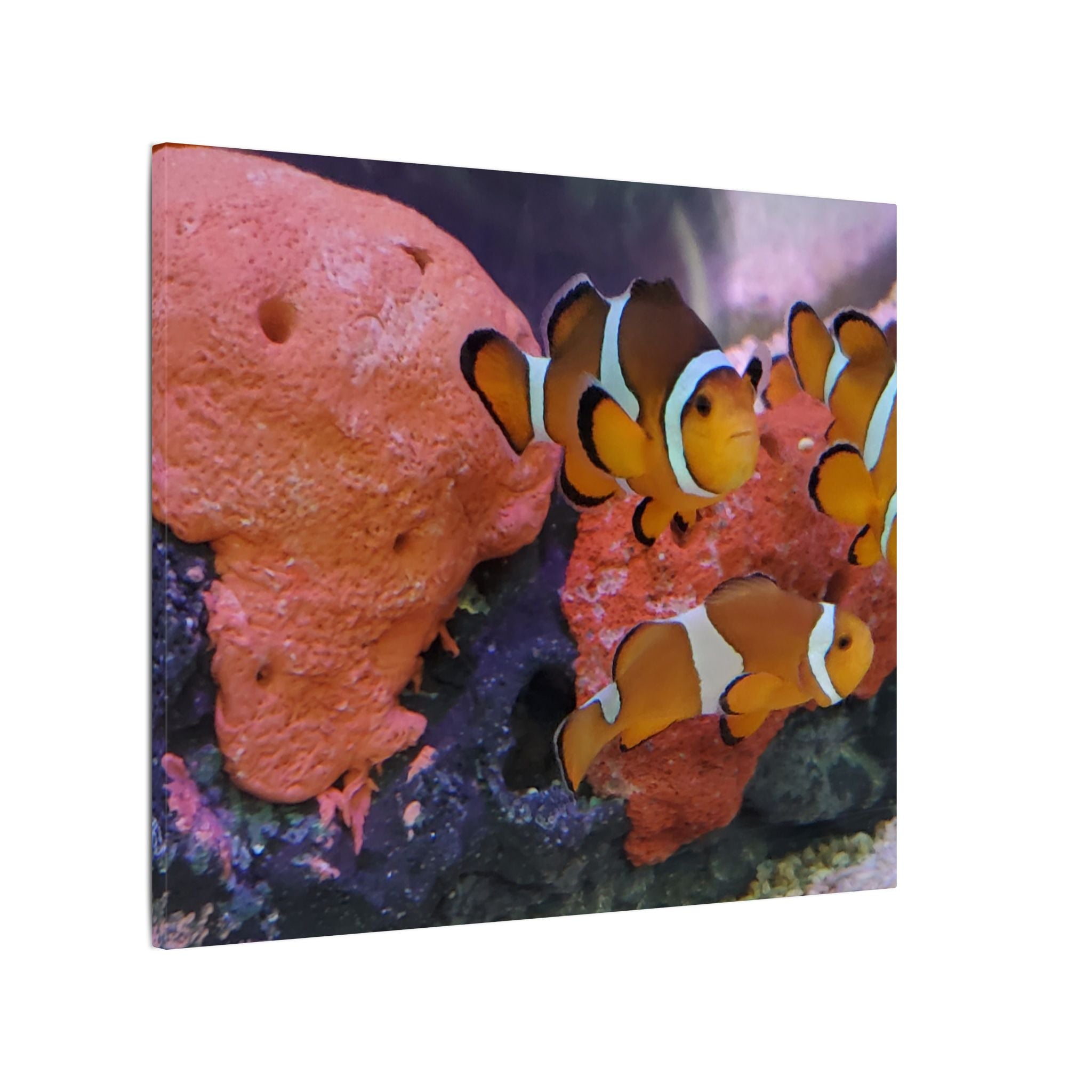 Clownfish Reef Matte Canvas Wall Art — Vibrant Ocean Photography Print