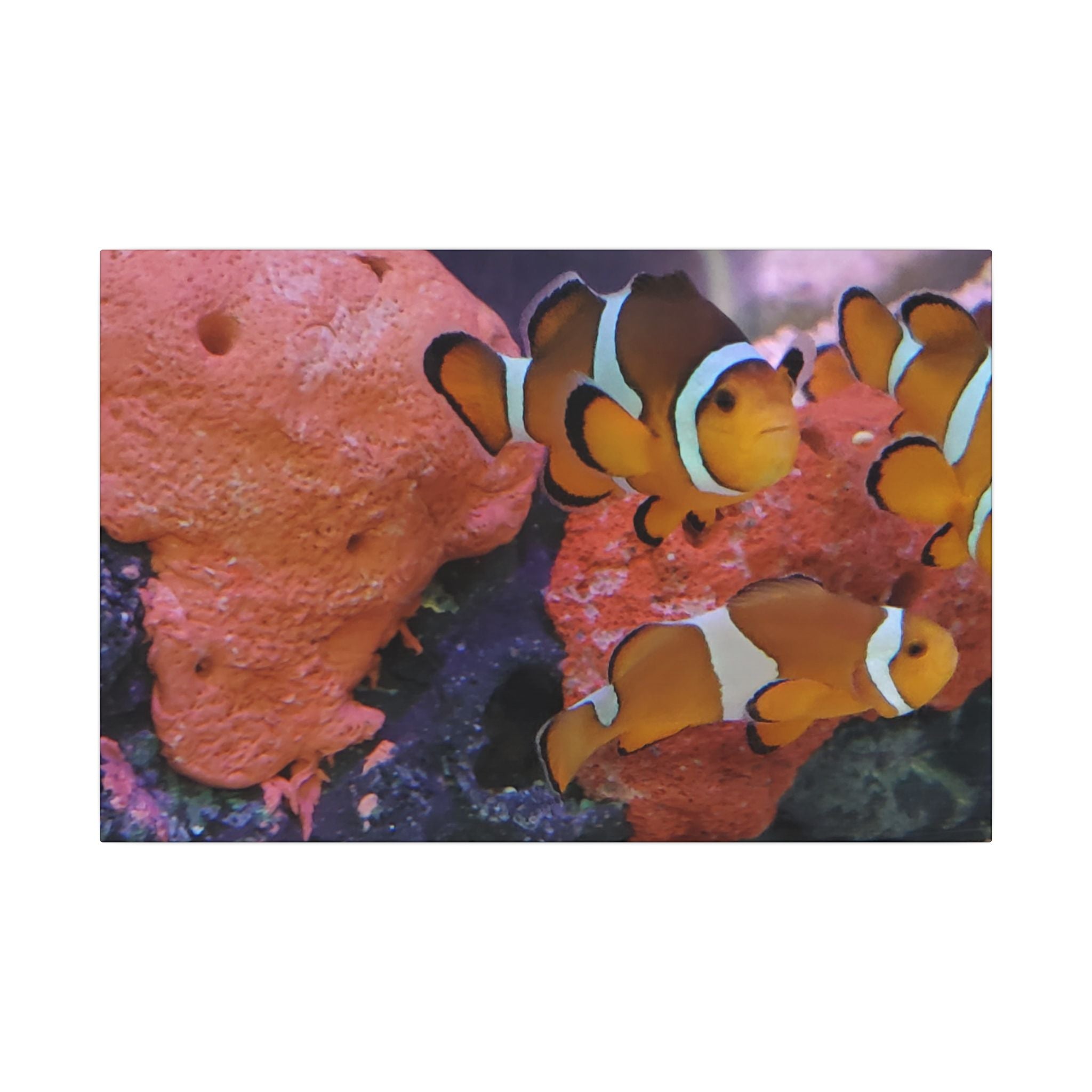 Clownfish Reef Matte Canvas Wall Art — Vibrant Ocean Photography Print