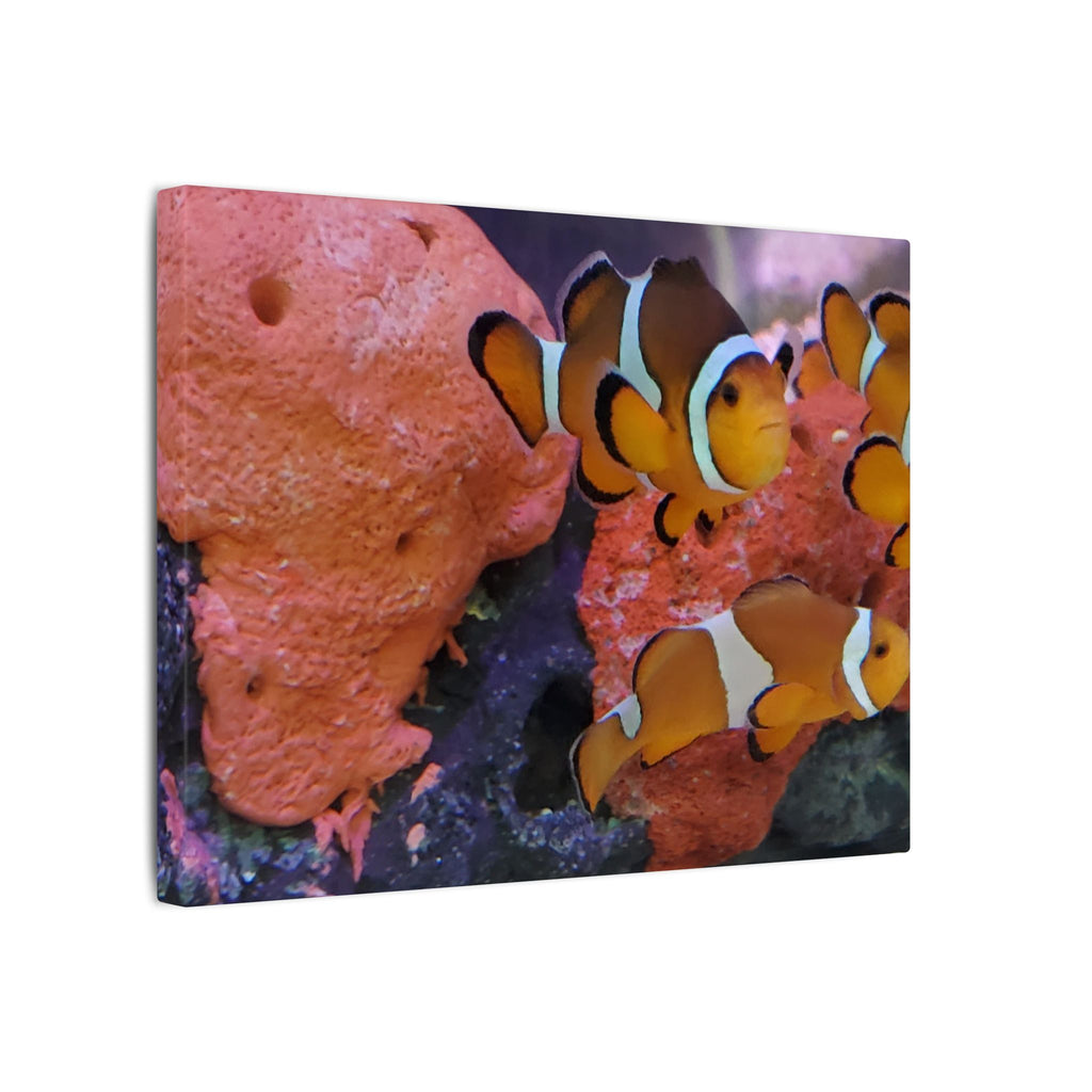 Clownfish Reef Matte Canvas Wall Art — Vibrant Ocean Photography Print