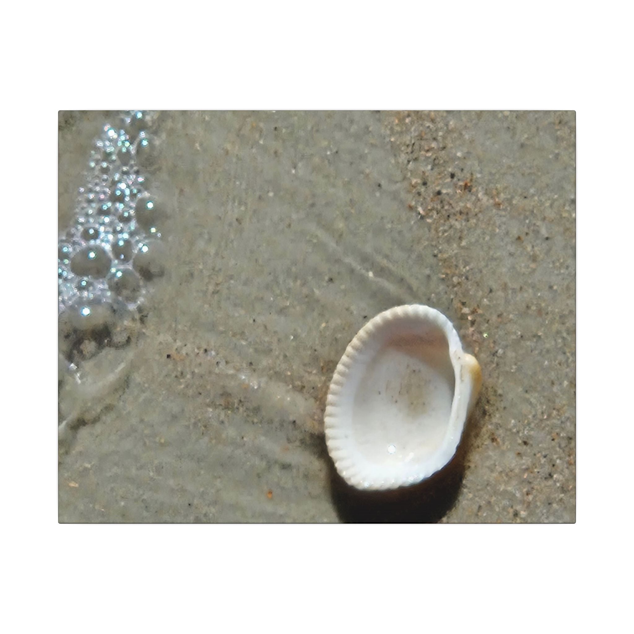 Seashell on Sand Matte Canvas Wall Art — Coastal Beach Photography Print