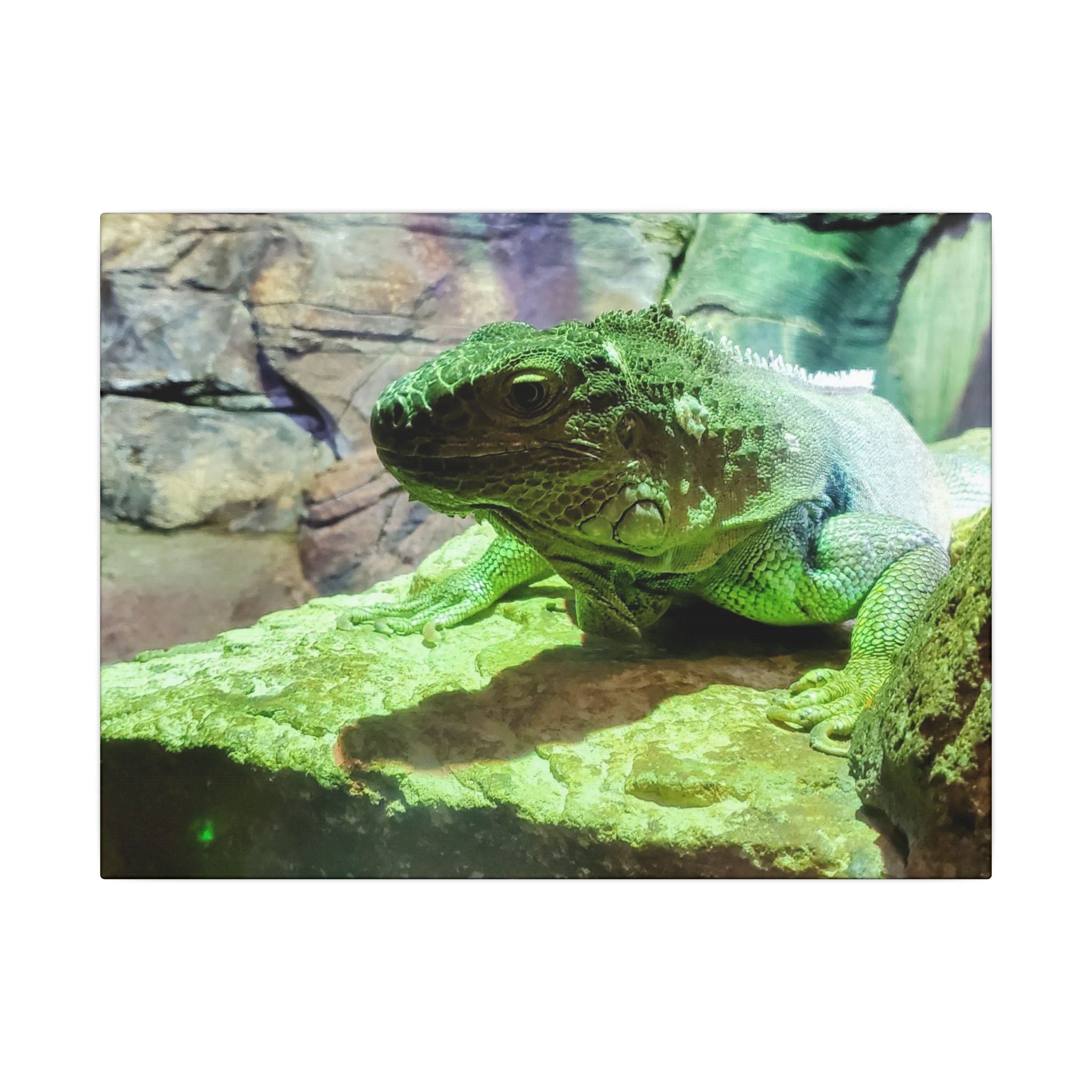 Green Iguana Reptile Wall Art Canvas – Wildlife Photo Matte Stretched Print