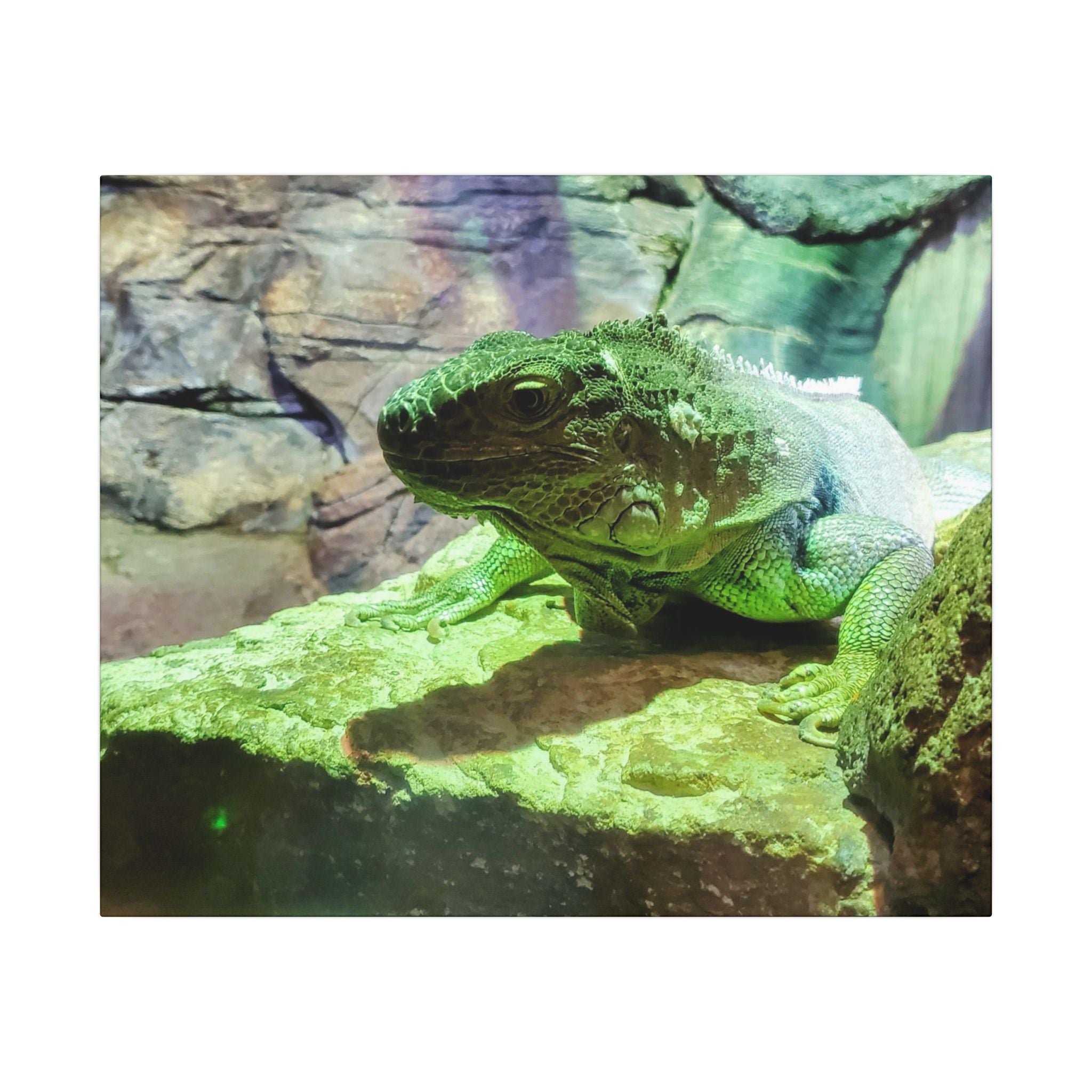 Green Iguana Reptile Wall Art Canvas – Wildlife Photo Matte Stretched Print