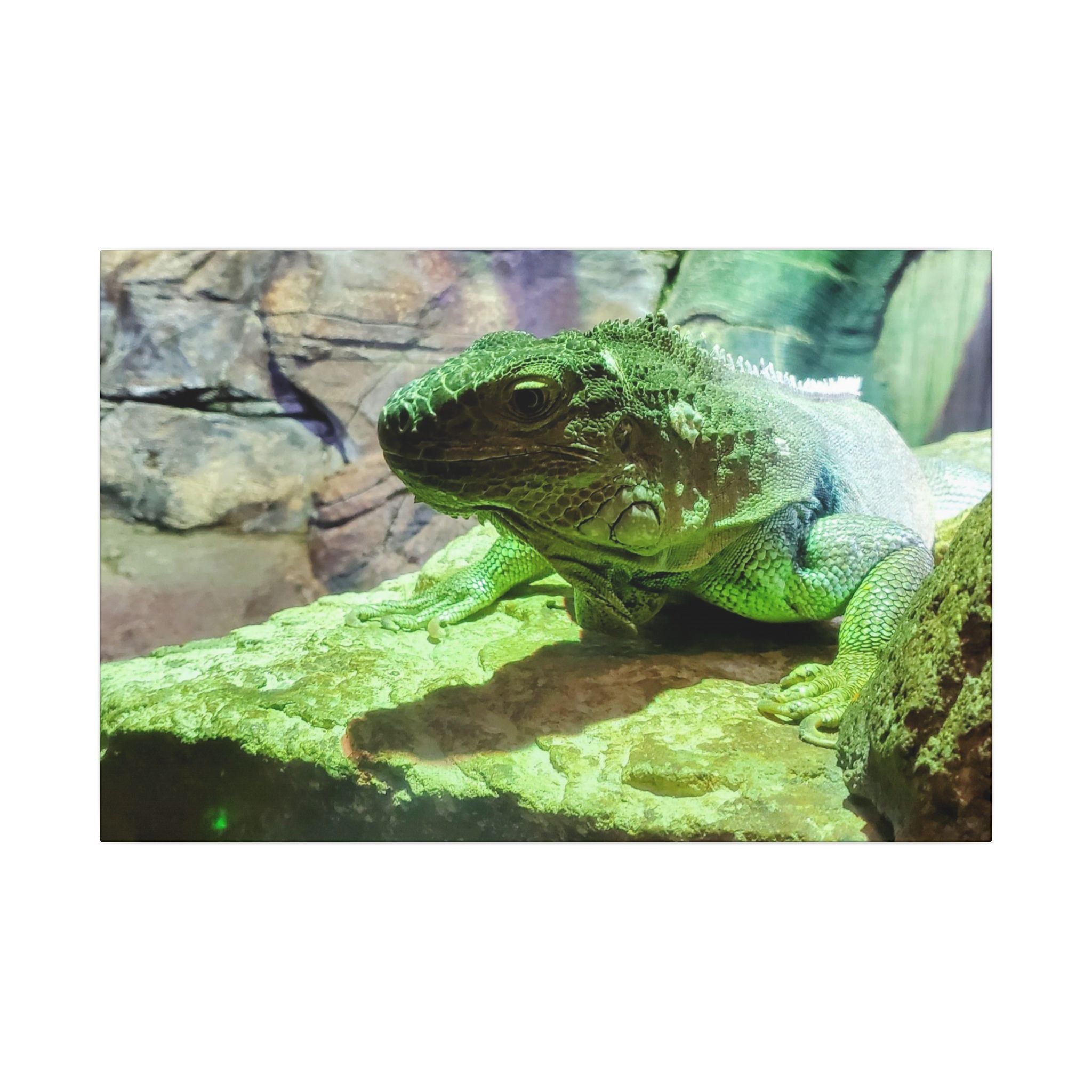 Green Iguana Reptile Wall Art Canvas – Wildlife Photo Matte Stretched Print