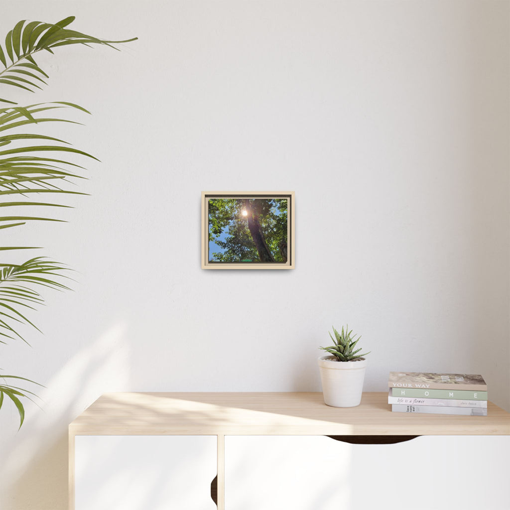 Sunlit Tree Canopy Matte Framed Canvas