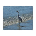 Egret on Shore Matte Stretched Canvas — Coastal Bird Wall Art