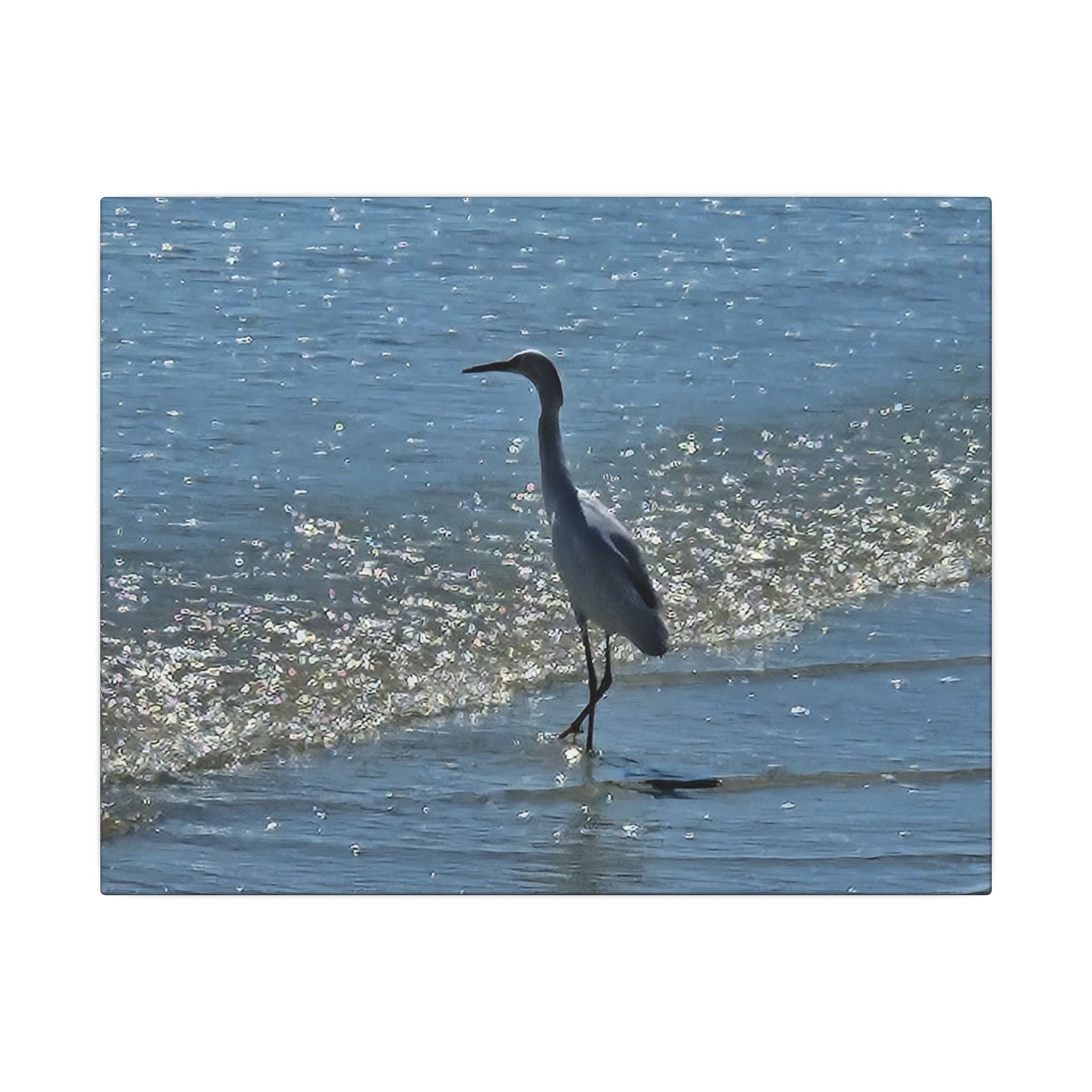 Egret on Shore Matte Stretched Canvas — Coastal Bird Wall Art