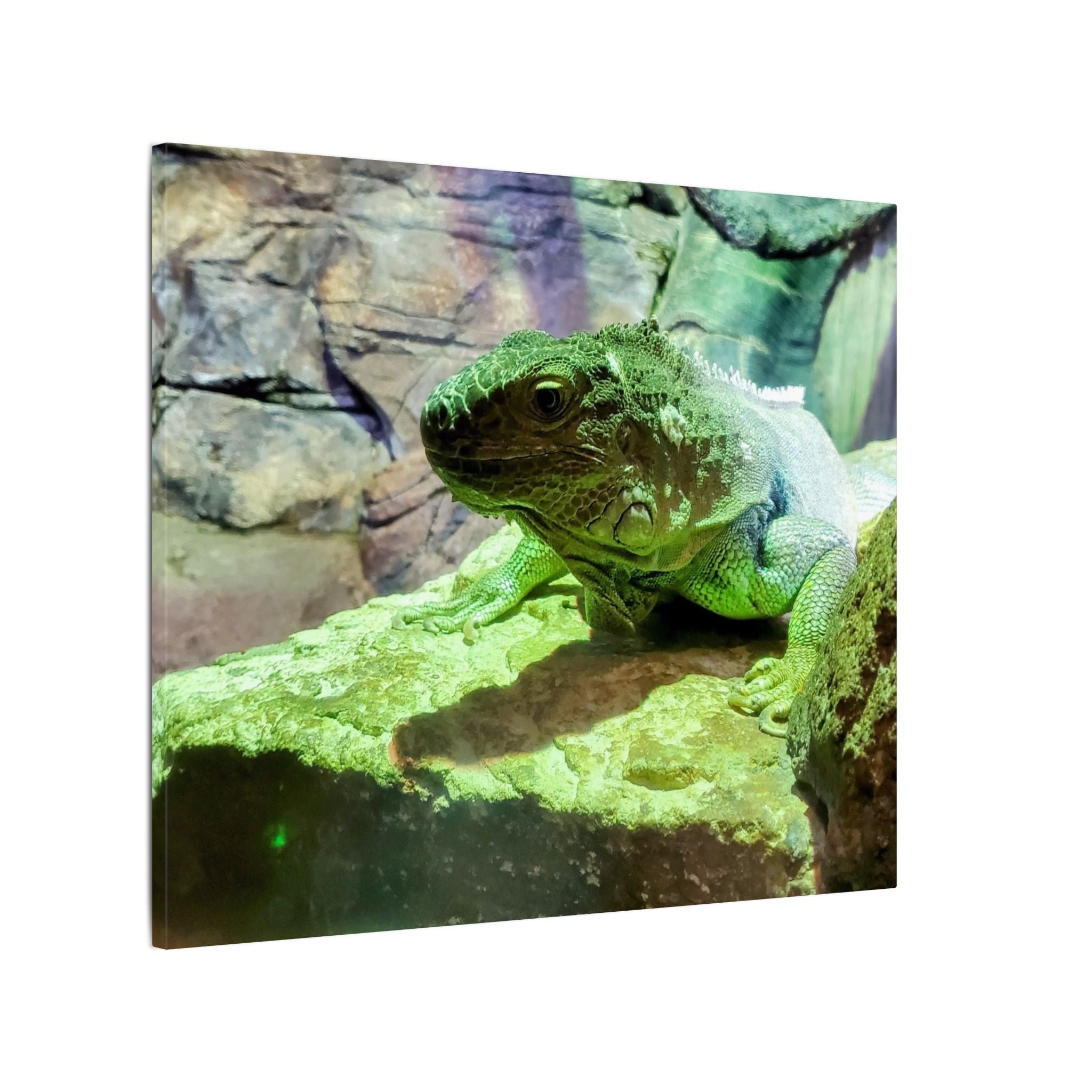 Green Iguana Reptile Wall Art Canvas – Wildlife Photo Matte Stretched Print