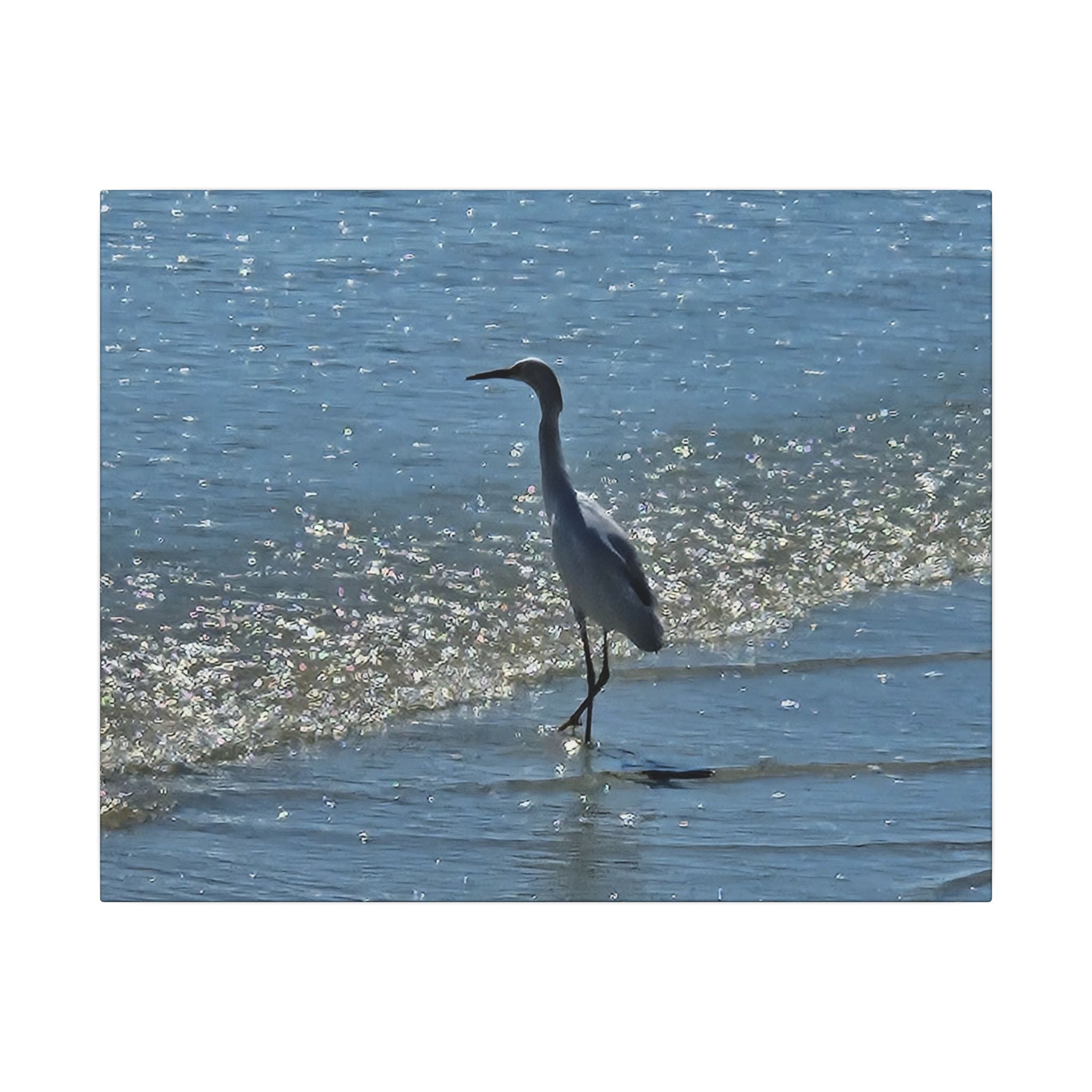 Egret on Shore Matte Stretched Canvas — Coastal Bird Wall Art