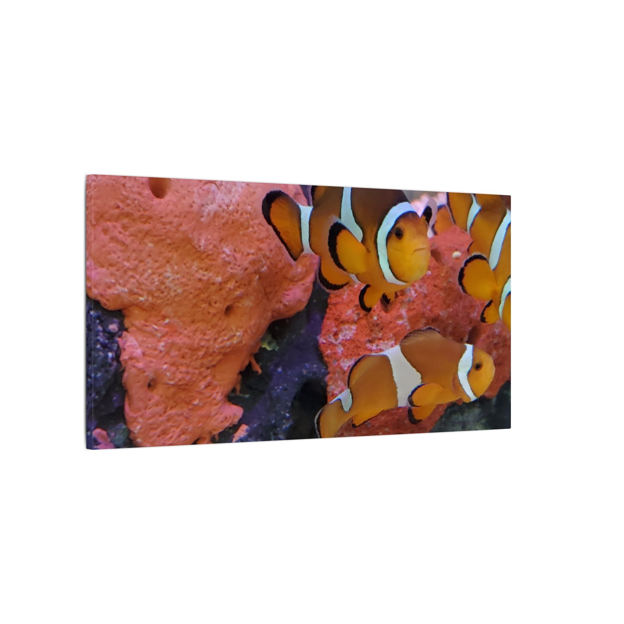 Clownfish Reef Matte Canvas Wall Art — Vibrant Ocean Photography Print