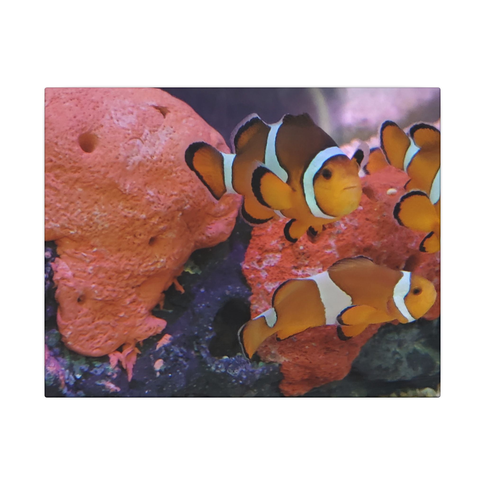 Clownfish Reef Matte Canvas Wall Art — Vibrant Ocean Photography Print