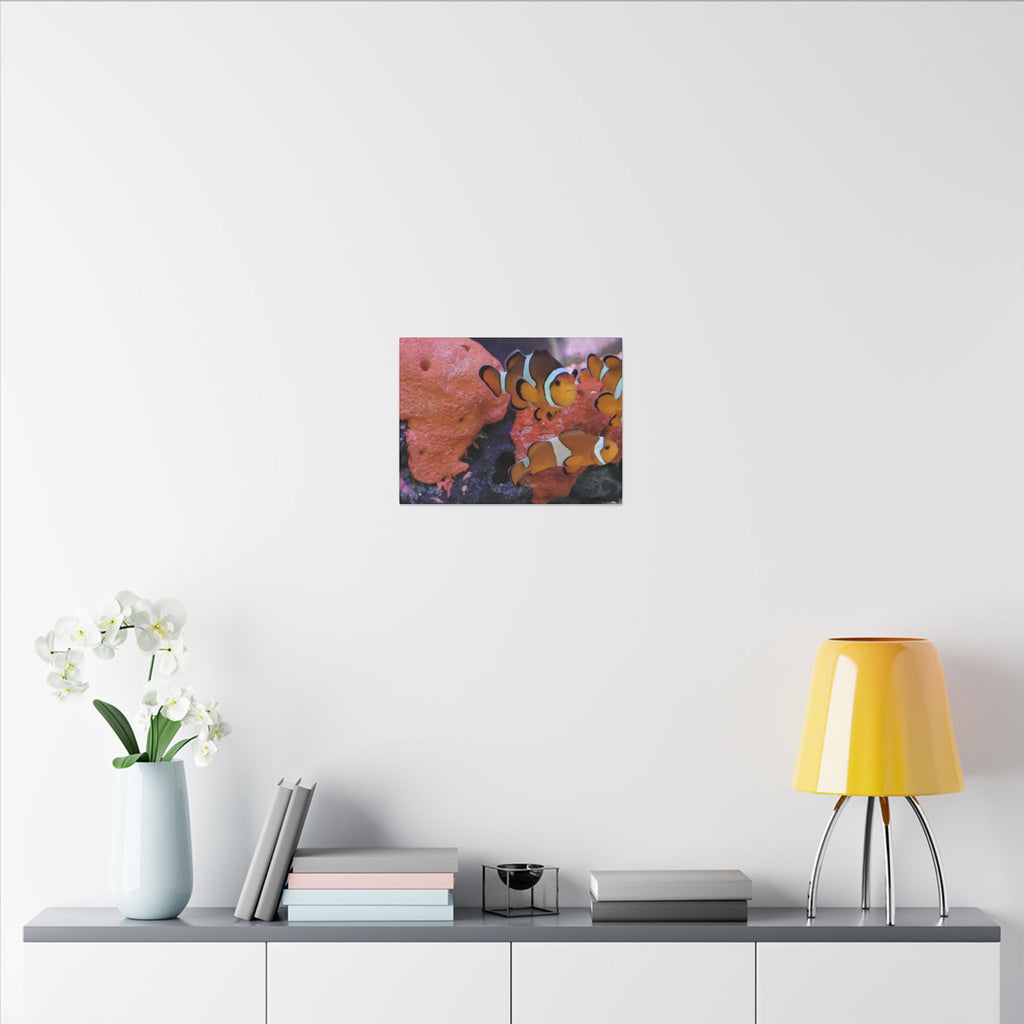 Clownfish Reef Matte Canvas Wall Art — Vibrant Ocean Photography Print