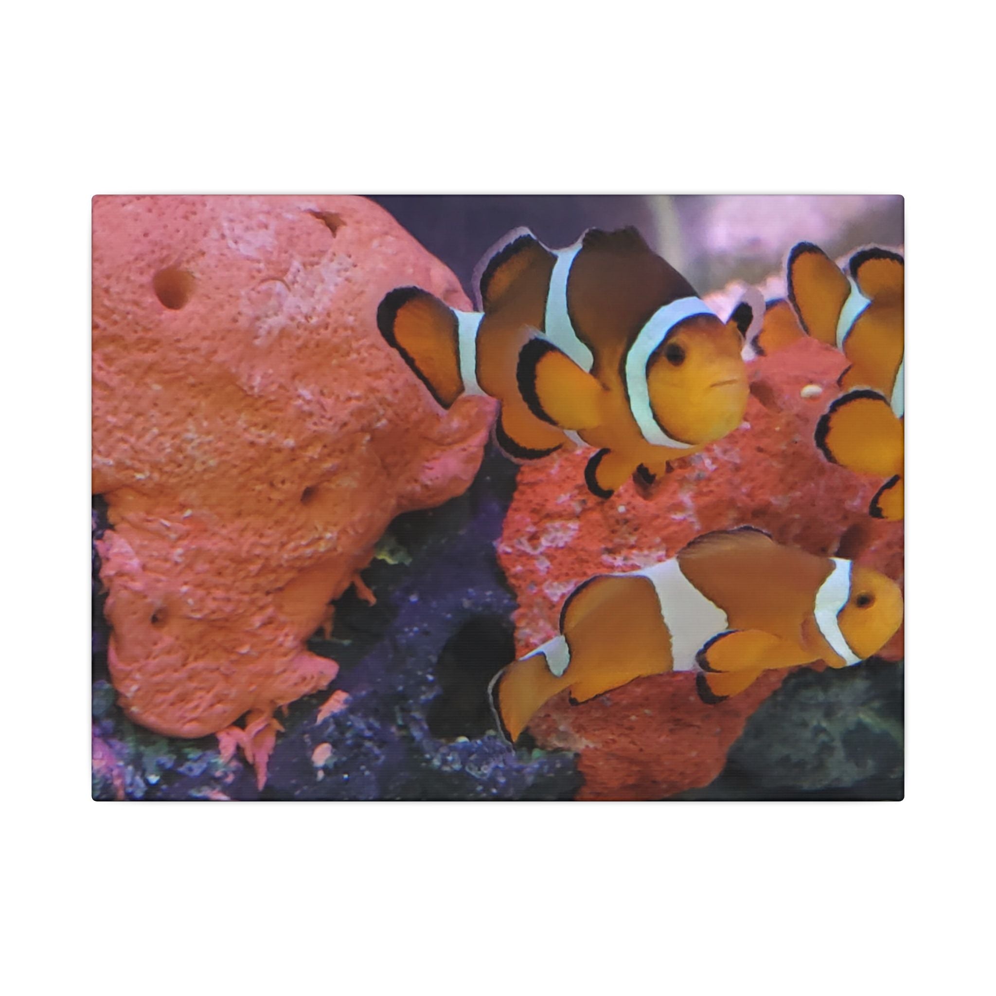 Clownfish Reef Matte Canvas Wall Art — Vibrant Ocean Photography Print