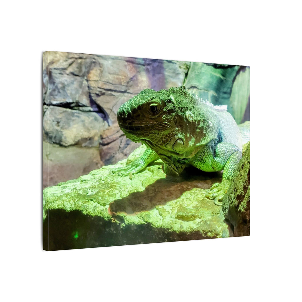 Green Iguana Reptile Wall Art Canvas – Wildlife Photo Matte Stretched Print