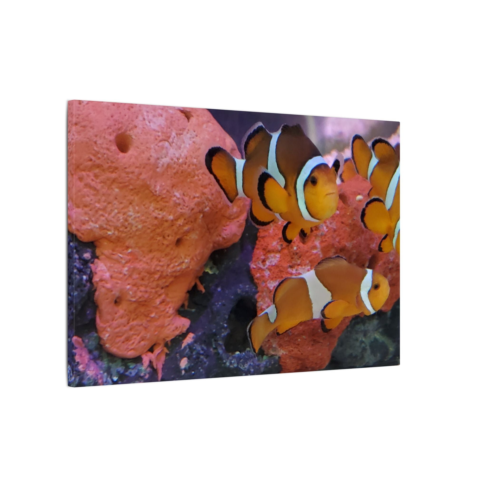 Clownfish Reef Matte Canvas Wall Art — Vibrant Ocean Photography Print