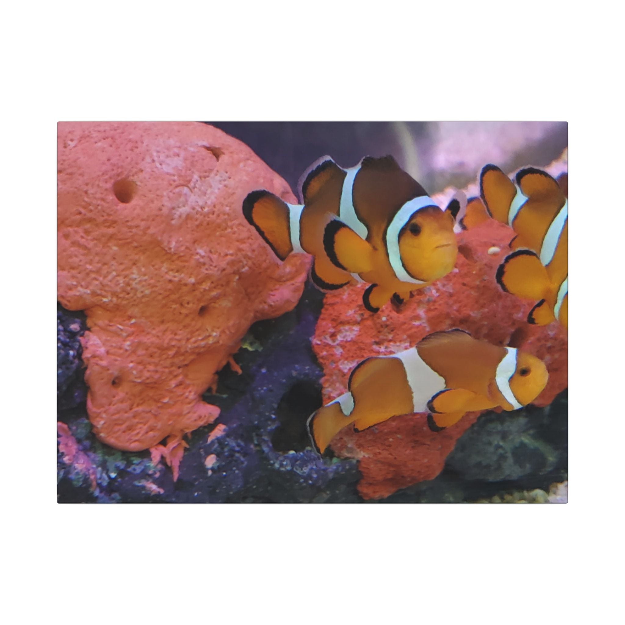Clownfish Reef Matte Canvas Wall Art — Vibrant Ocean Photography Print
