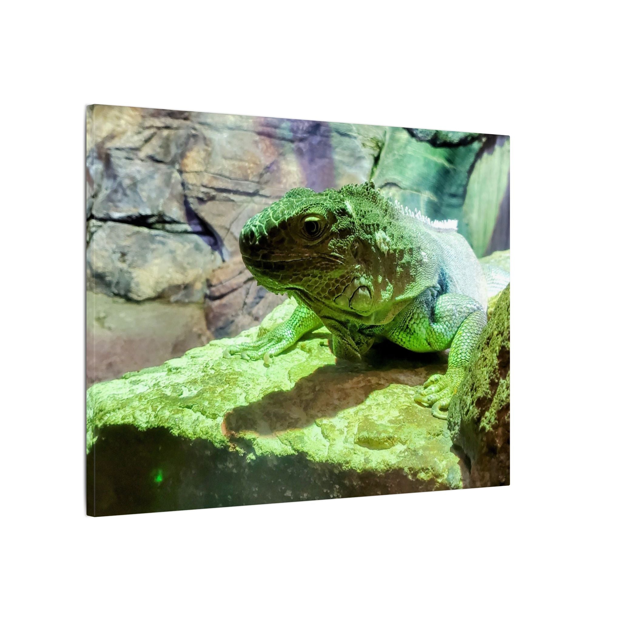 Green Iguana Reptile Wall Art Canvas – Wildlife Photo Matte Stretched Print