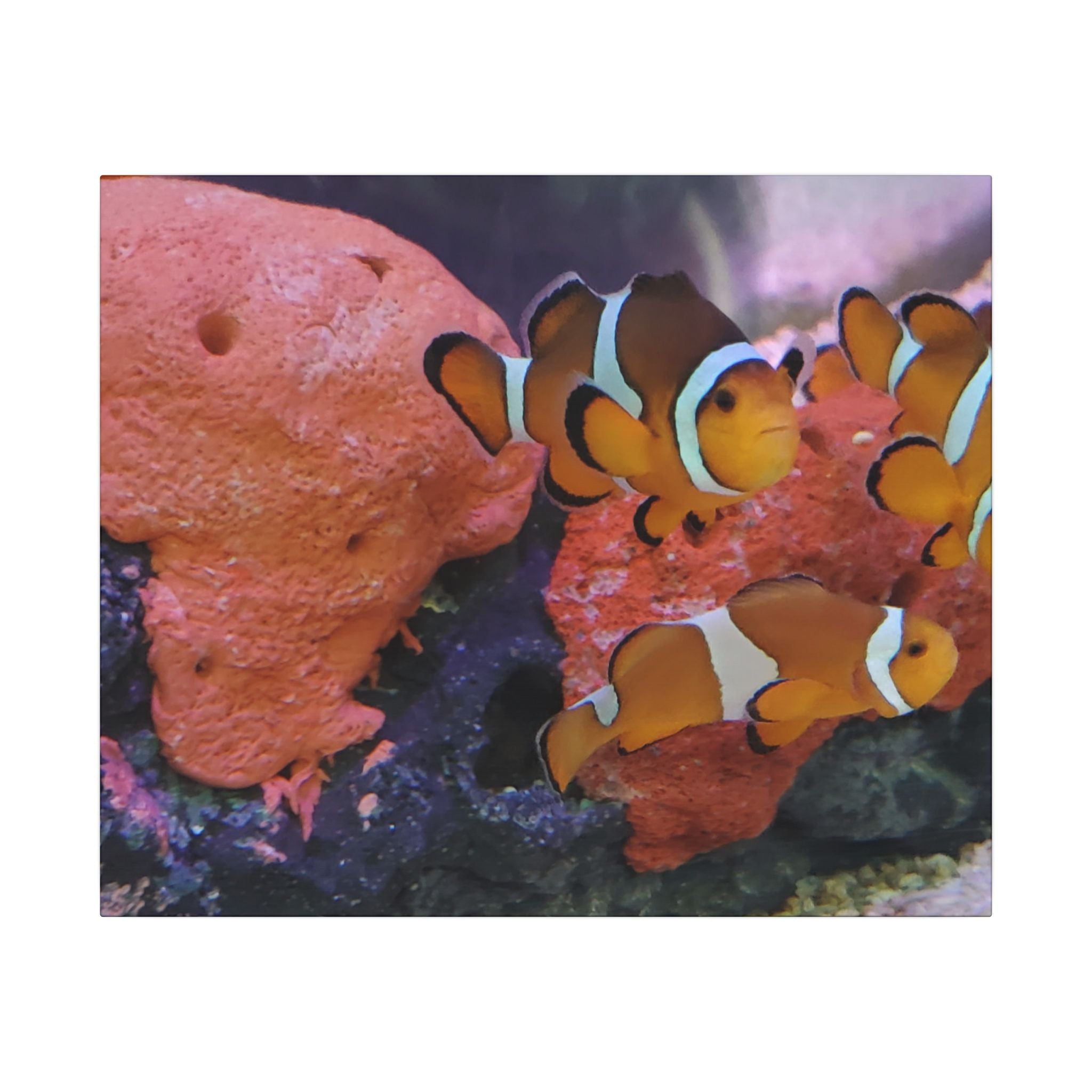 Clownfish Reef Matte Canvas Wall Art — Vibrant Ocean Photography Print