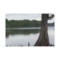 Lakefront Cypress Canvas Print — Serene Nature Wall Art