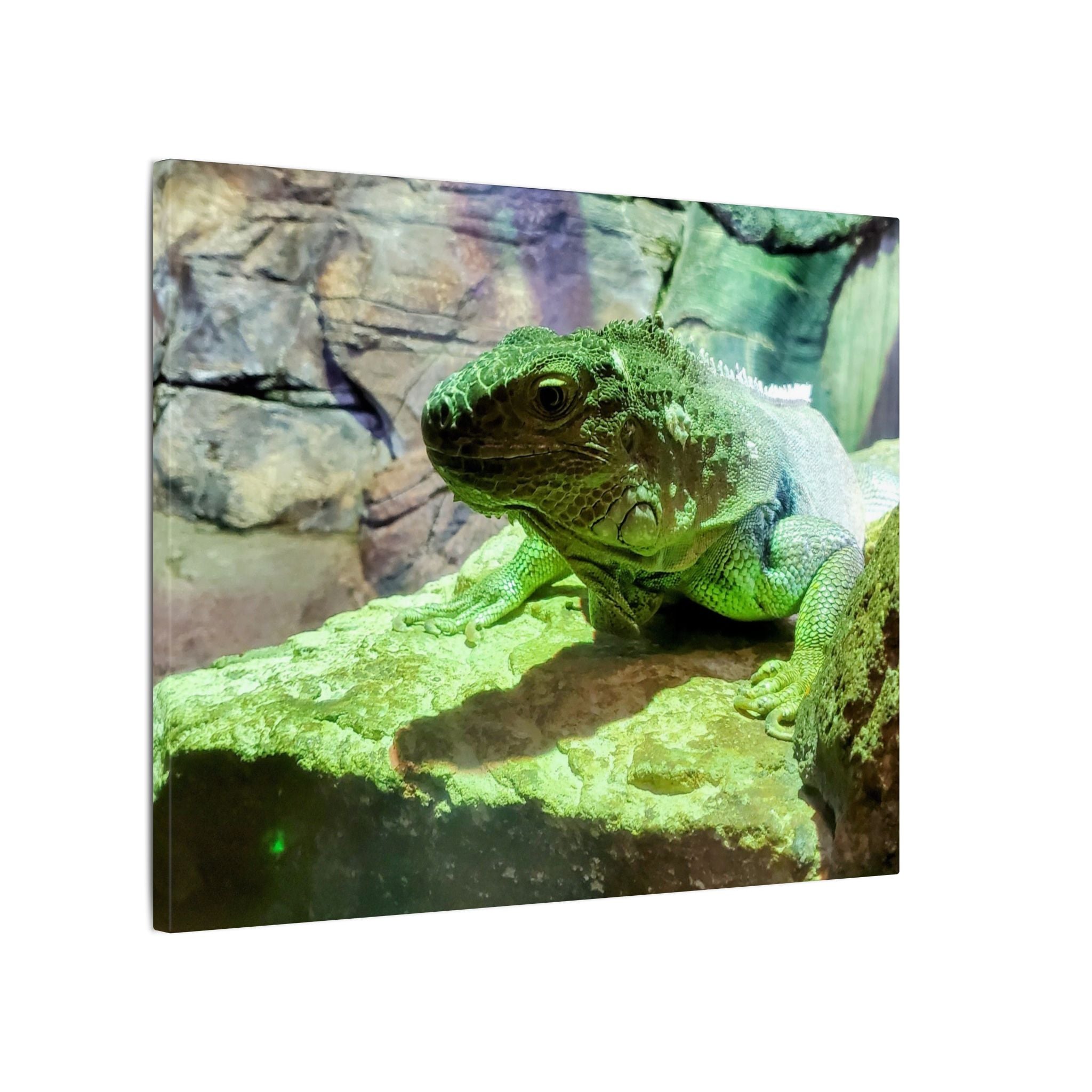 Green Iguana Reptile Wall Art Canvas – Wildlife Photo Matte Stretched Print