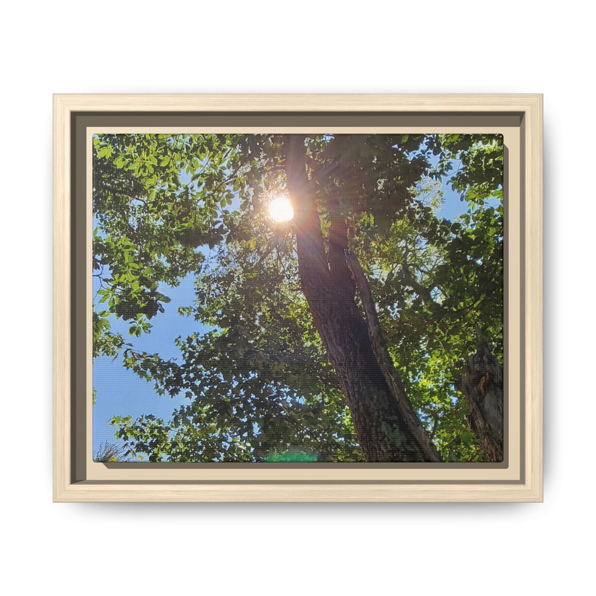Sunlit Tree Canopy Matte Framed Canvas